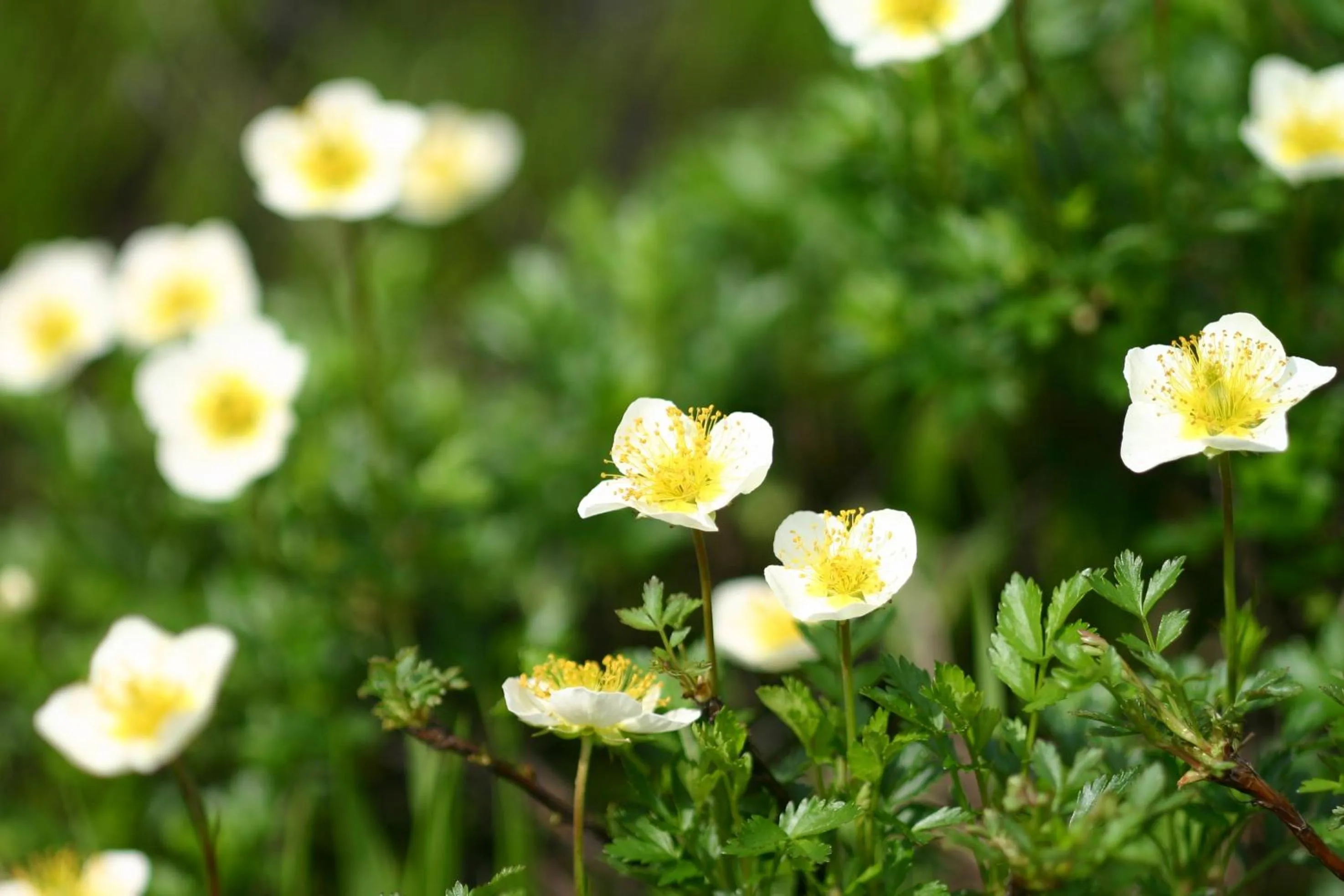 Nearby landmark in Hotel Sunplaza Tsugaike