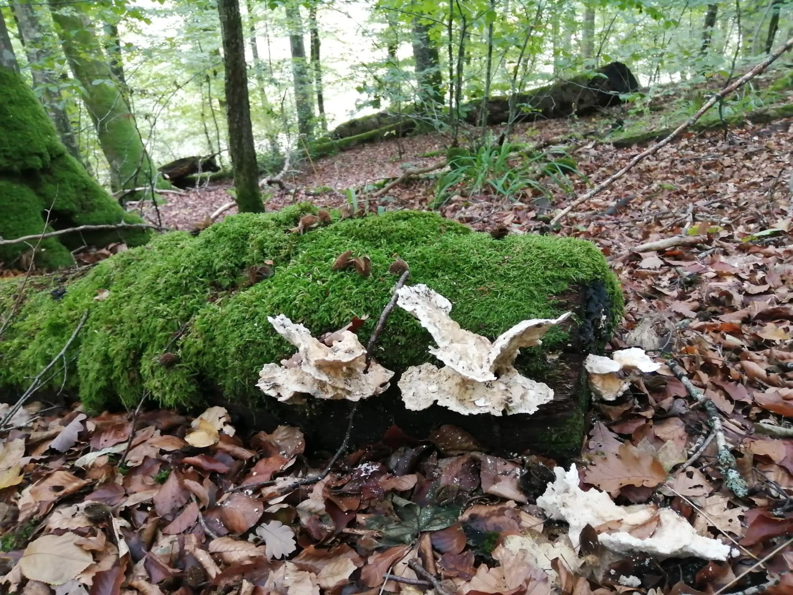 Natural landscape in B&B De Boerderij