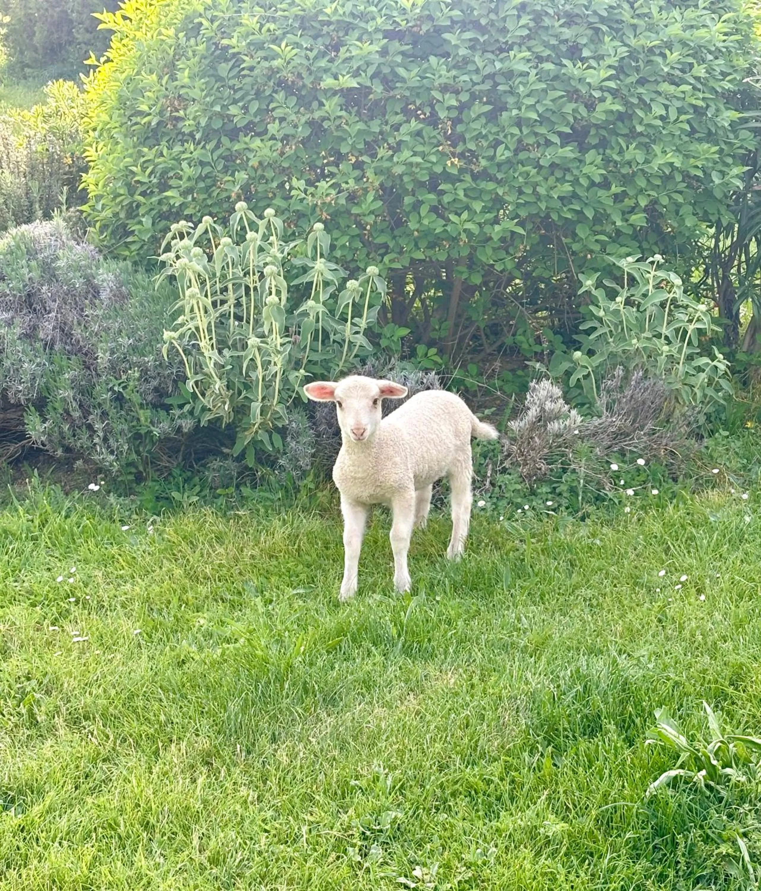 Bastide Bellugue Maison d'hôtes réseau Bienvenue à La Ferme à 3 minutes de Lourmarin