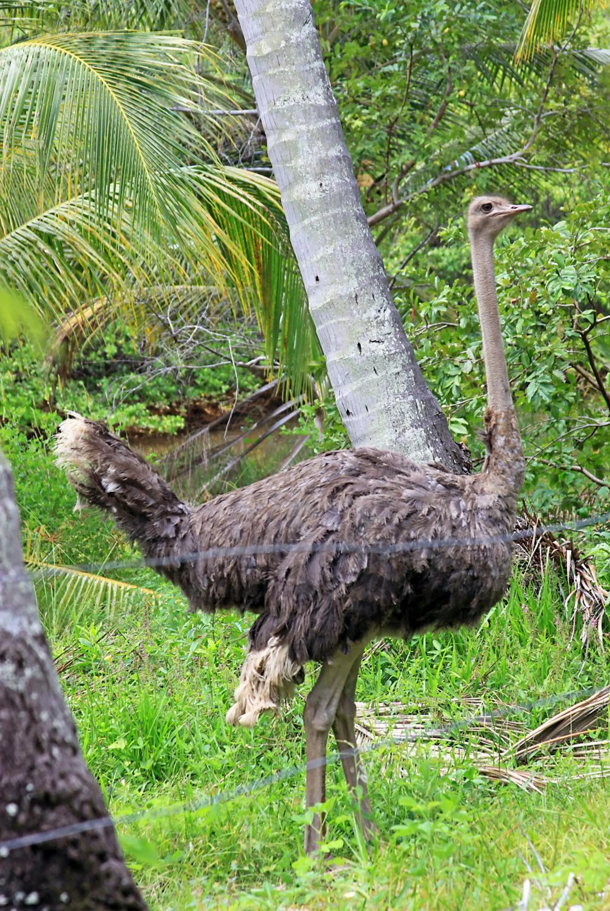 Animals in Eco Pousada Paraíso dos Coqueirais