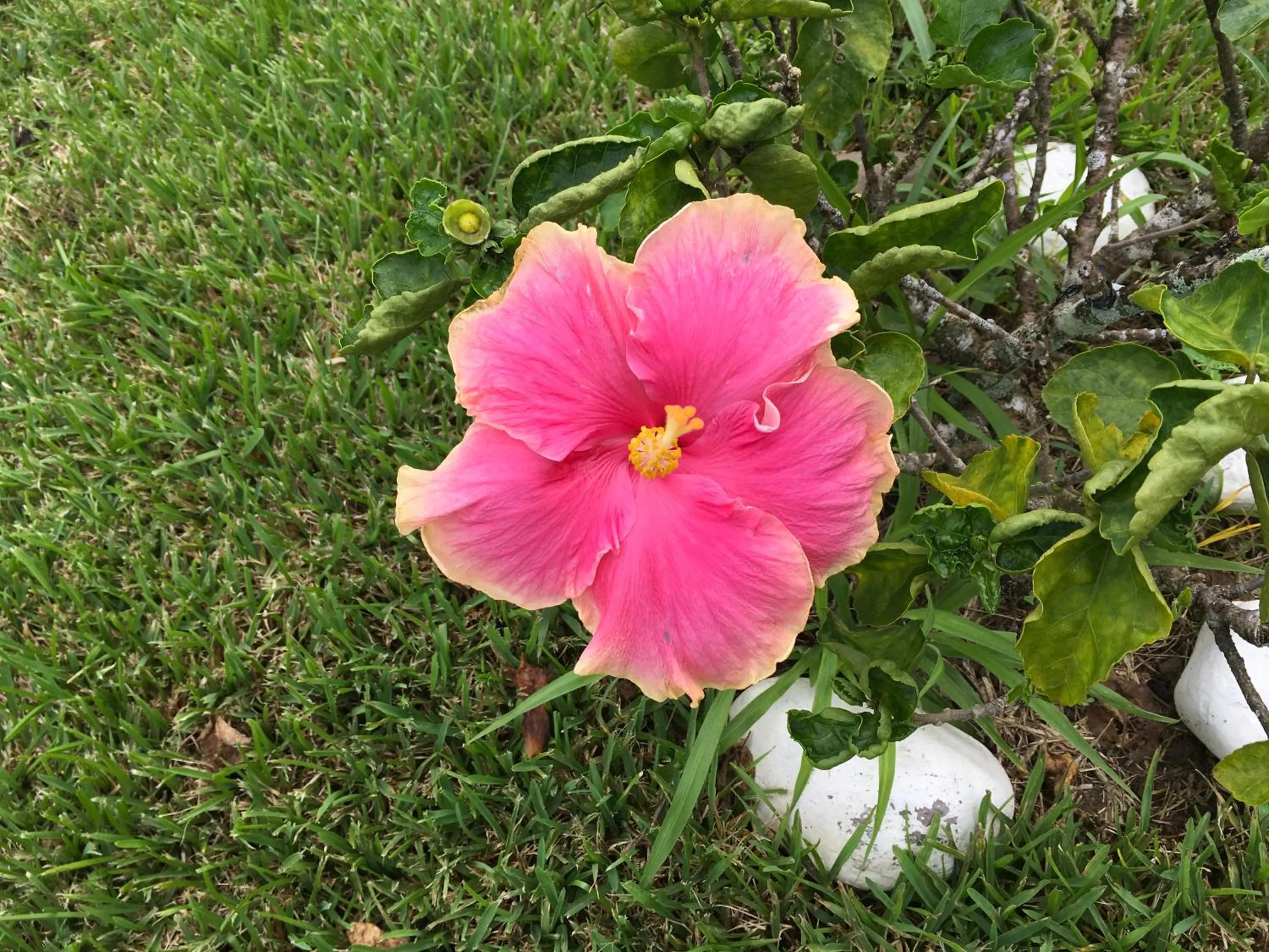Garden view in Casitas Sollevante Boutique Hotel