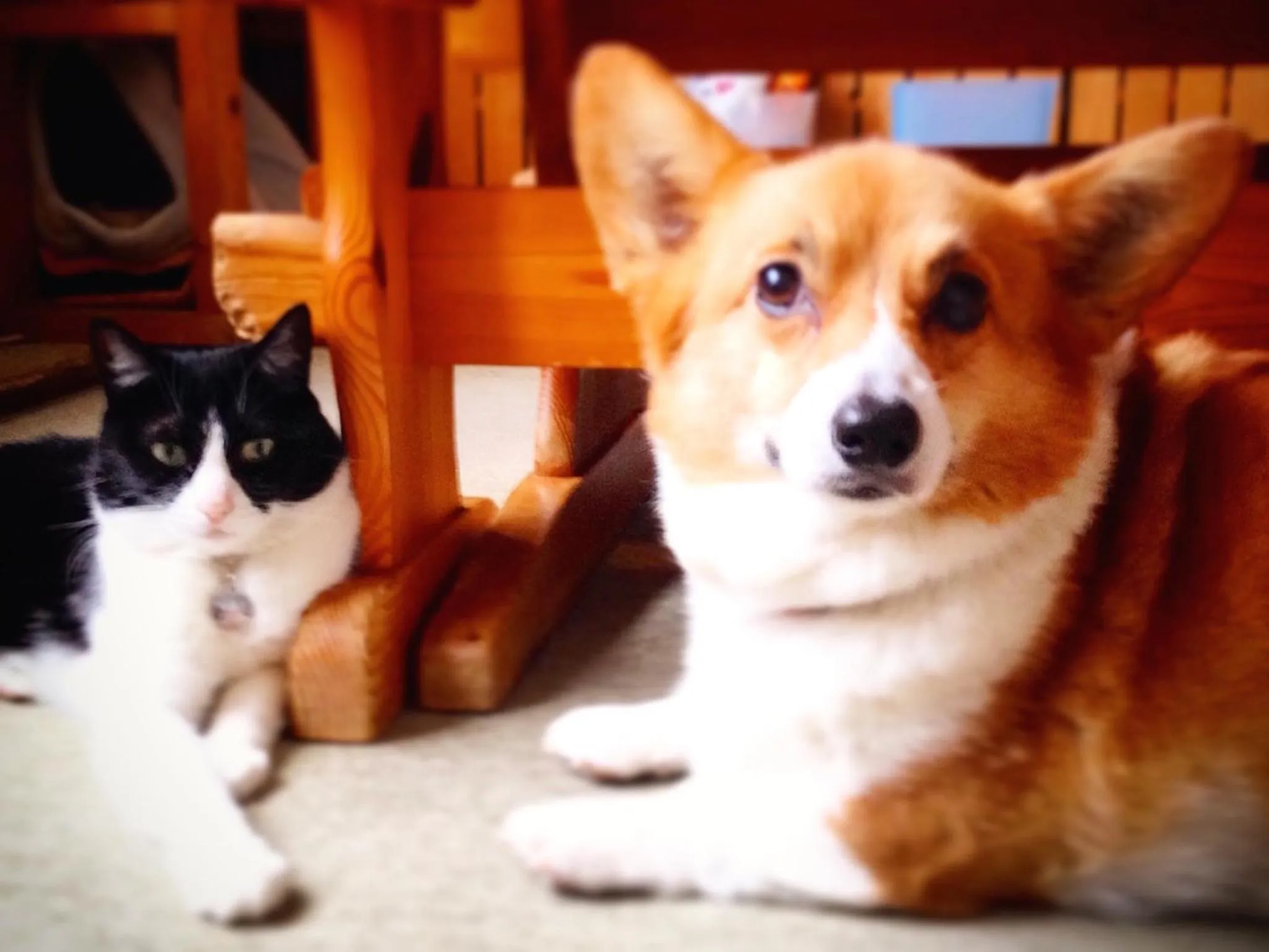 Pets in The Otaornai Backpacker's Hostel Morinoki