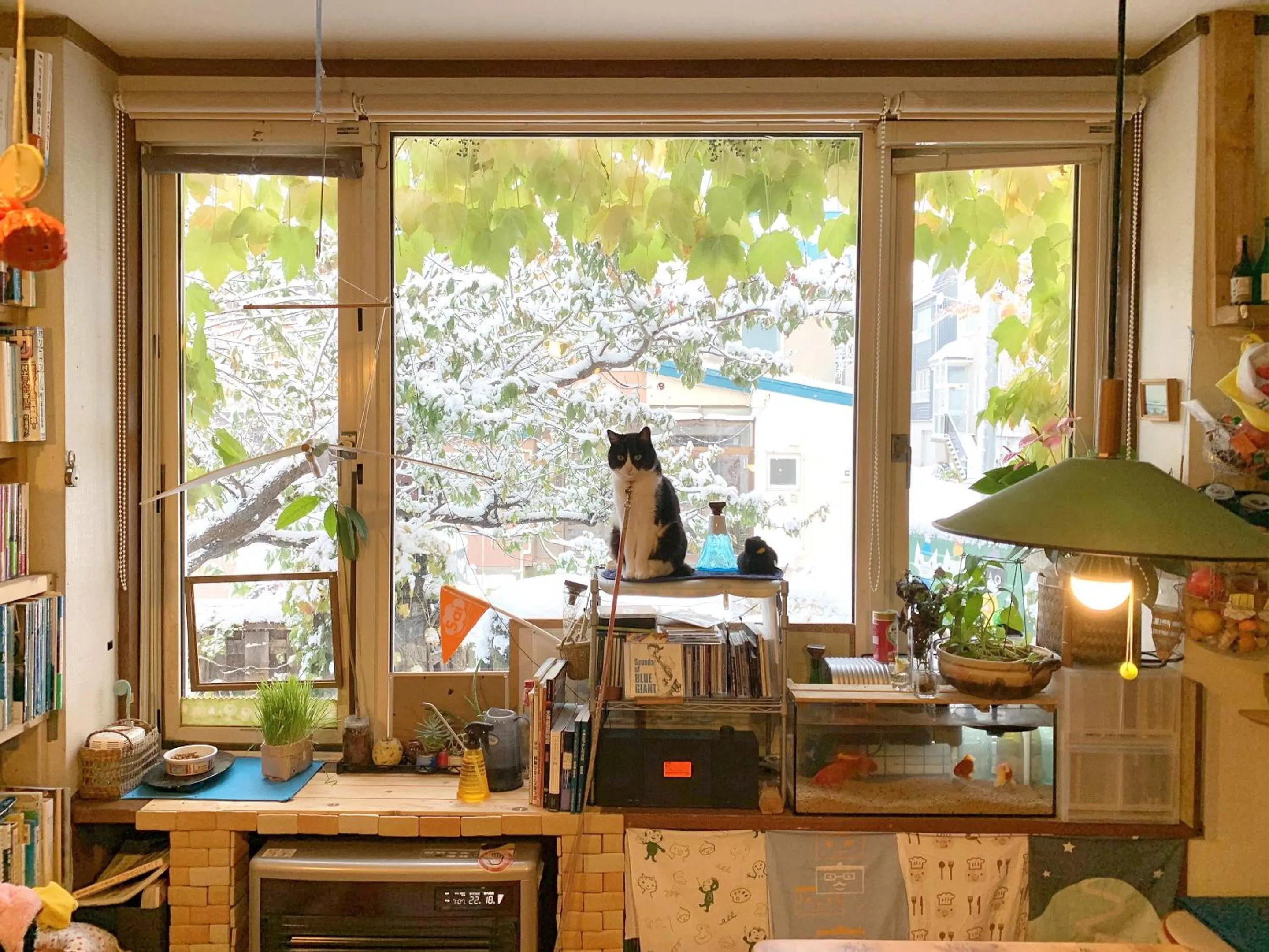 Animals in The Otaornai Backpacker's Hostel Morinoki