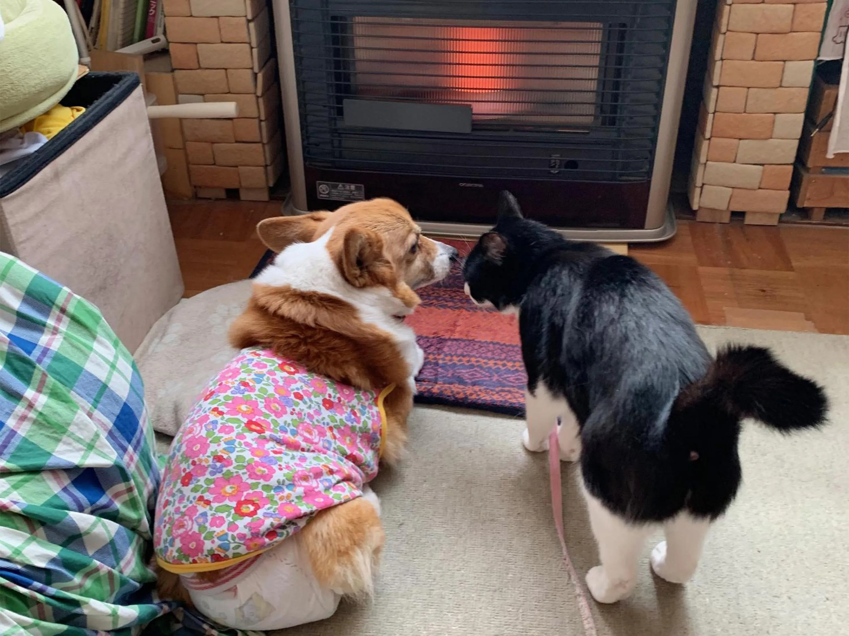 Animals in The Otaornai Backpacker's Hostel Morinoki