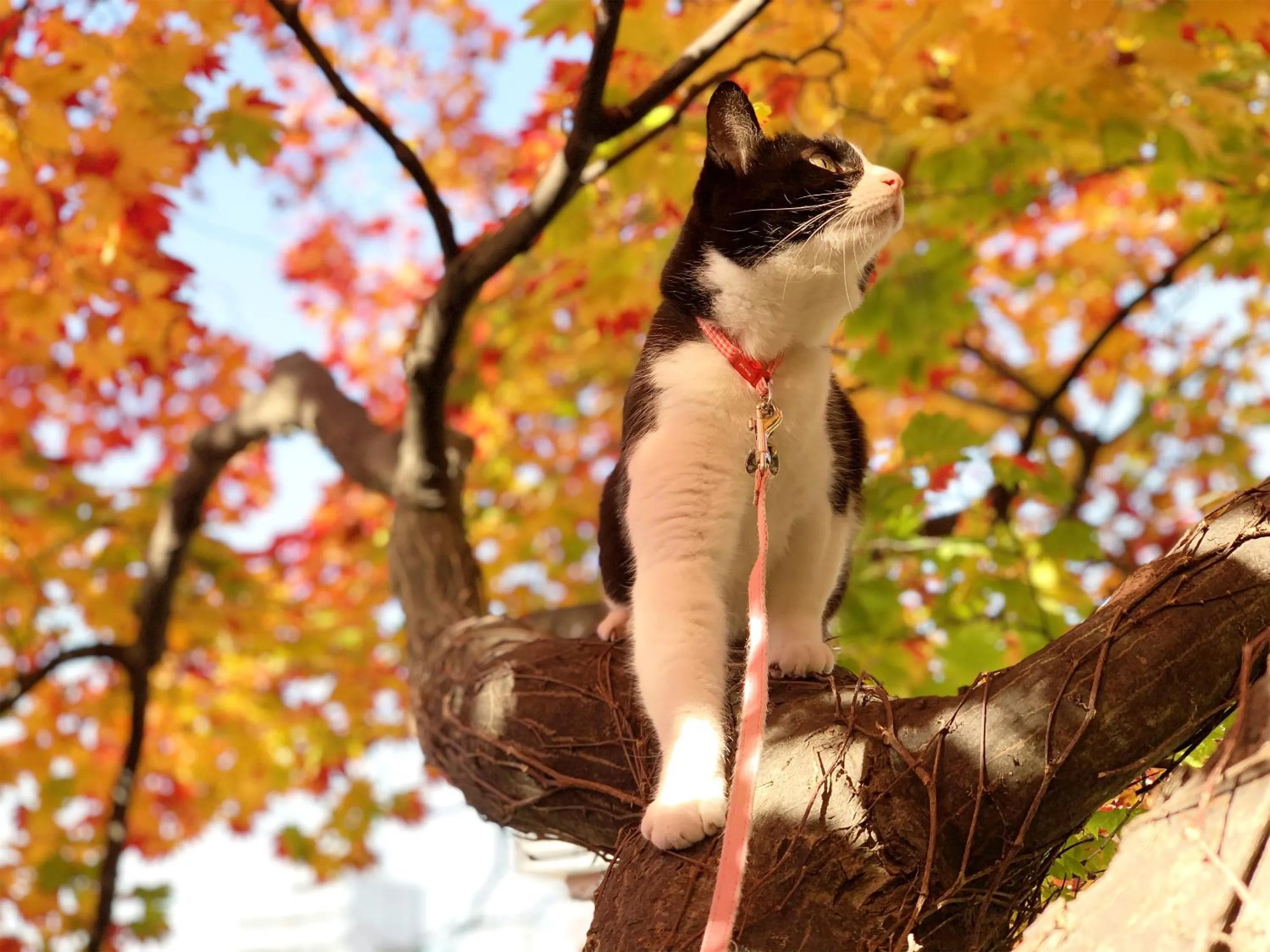 Animals in The Otaornai Backpacker's Hostel Morinoki