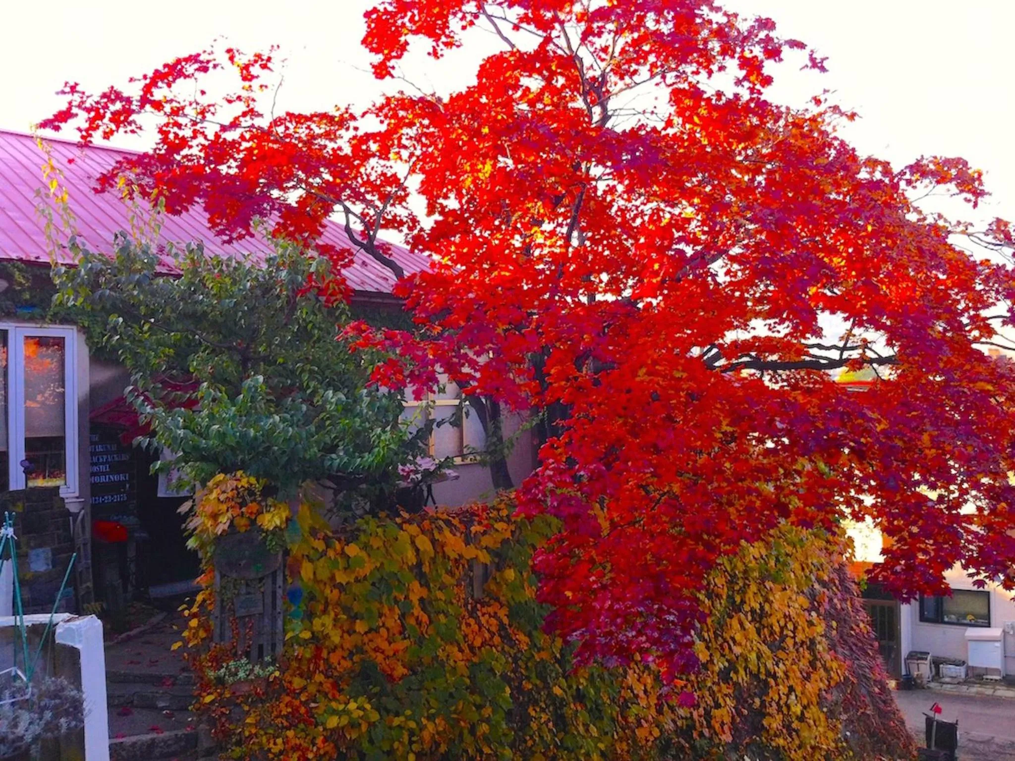 Autumn in The Otaornai Backpacker's Hostel Morinoki