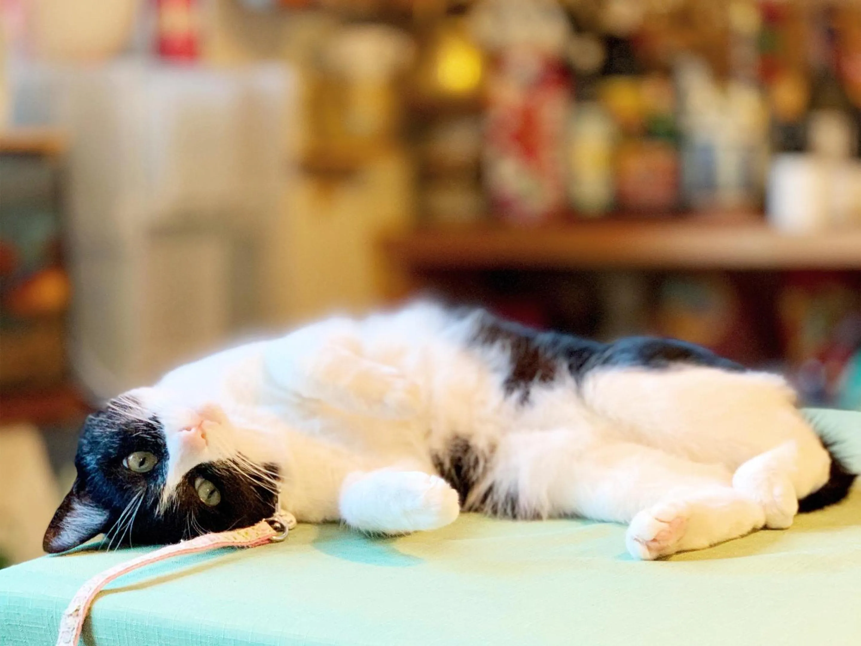 Animals in The Otaornai Backpacker's Hostel Morinoki