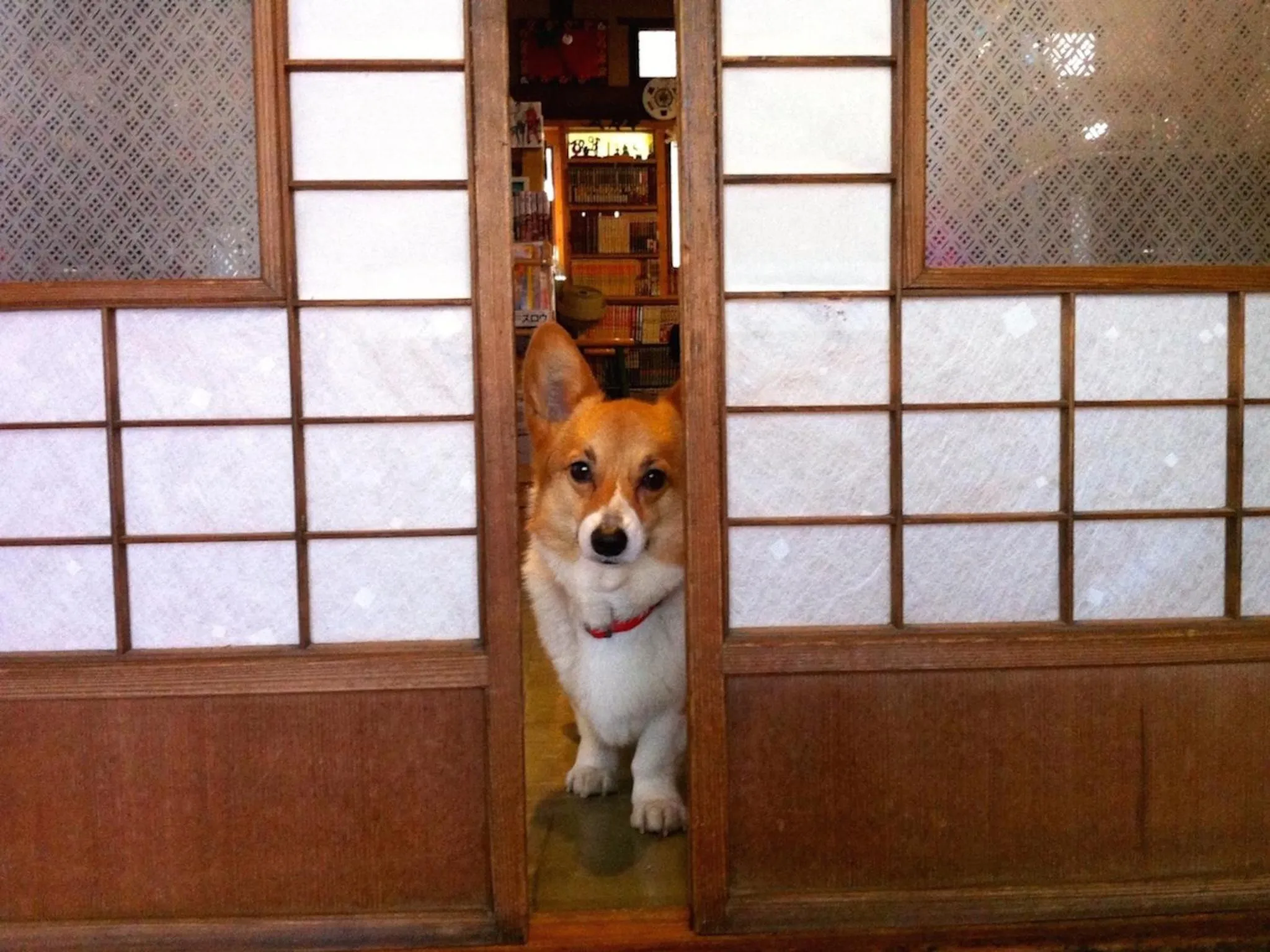 Pets in The Otaornai Backpacker's Hostel Morinoki