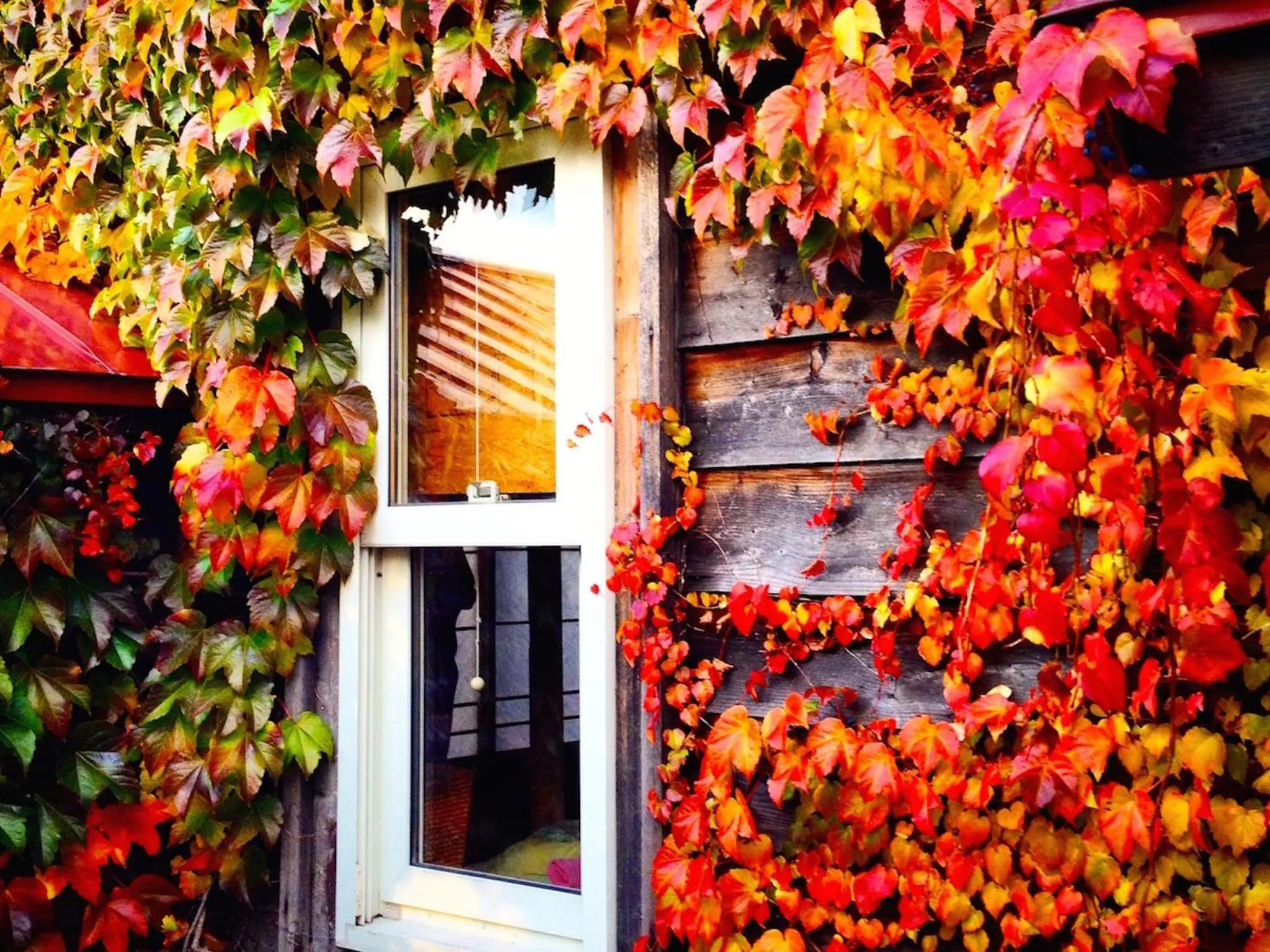 Autumn in The Otaornai Backpacker's Hostel Morinoki