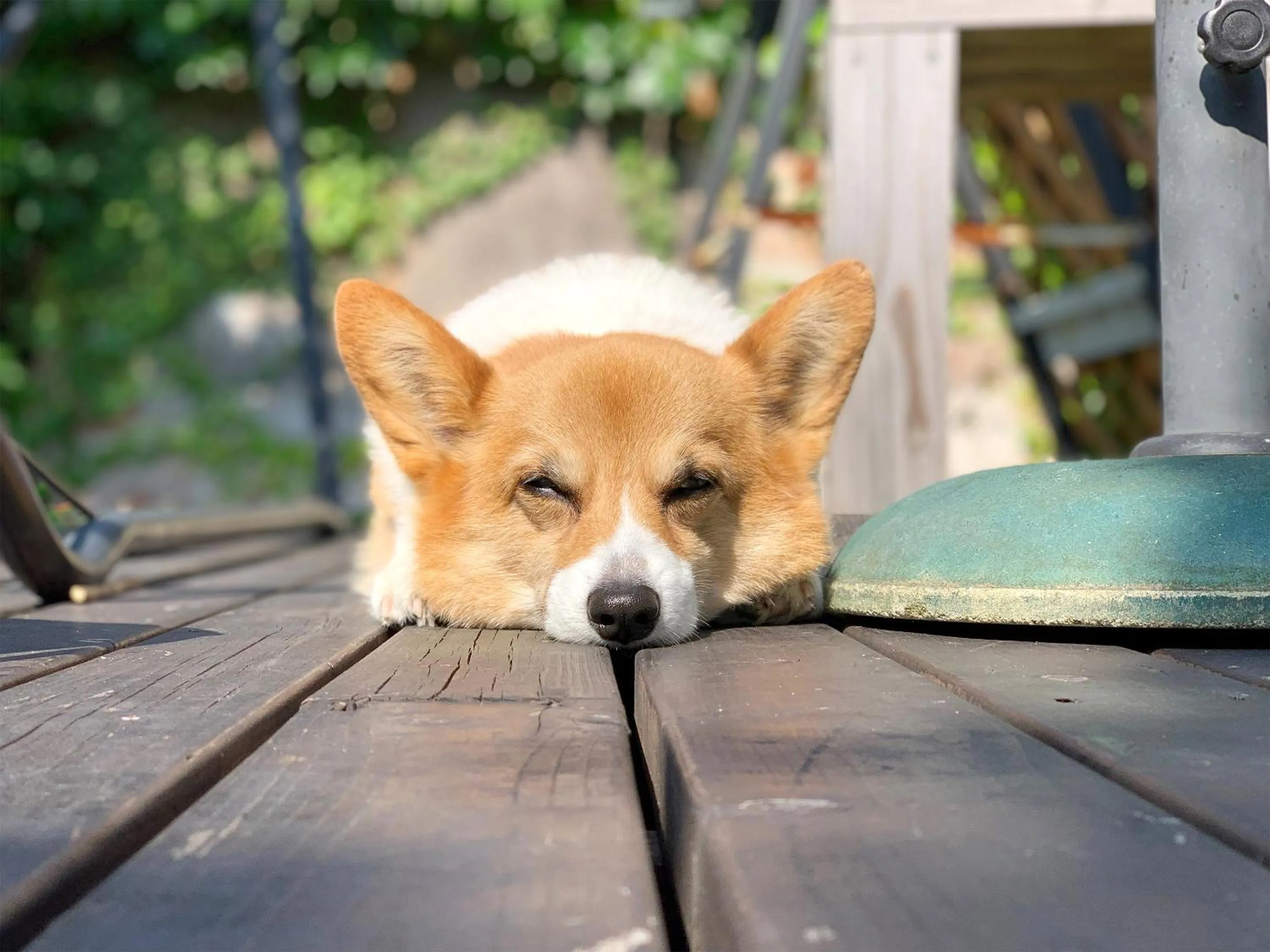 Animals in The Otaornai Backpacker's Hostel Morinoki