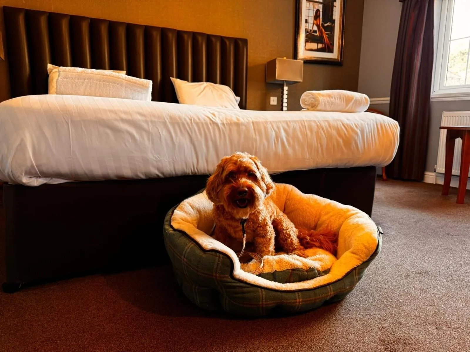 Pets, Bed in The Ashbourne Hotel, BW Signature Collection