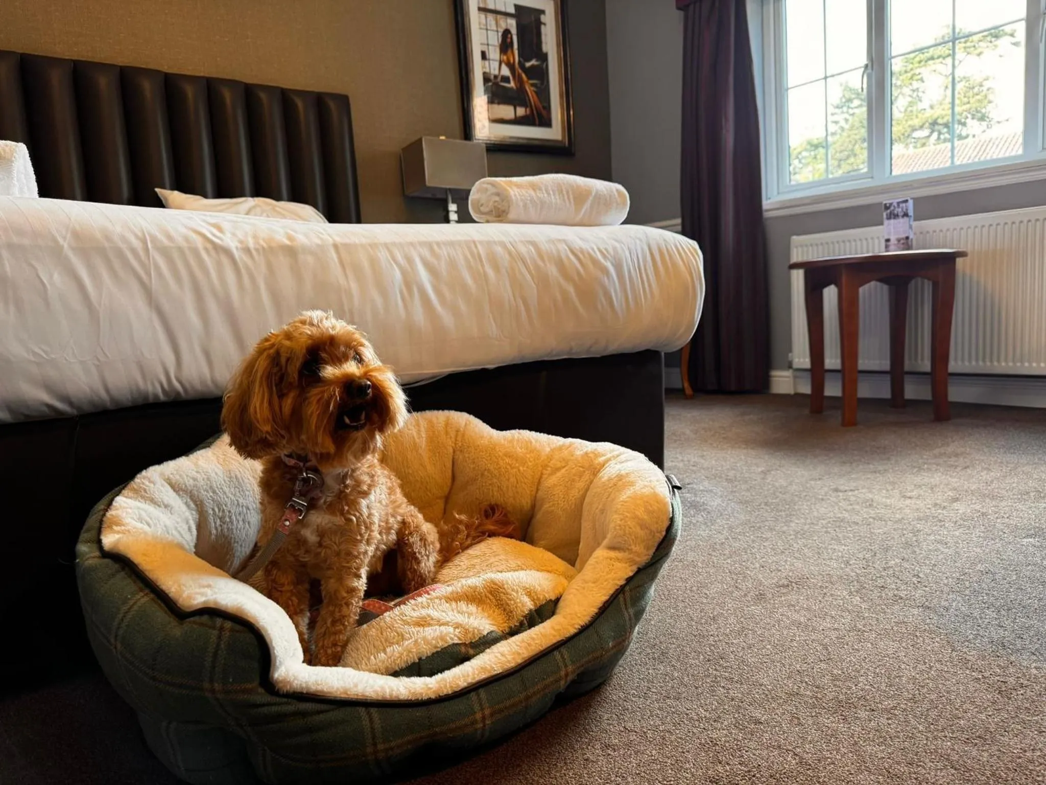 Pets, Bed in The Ashbourne Hotel, BW Signature Collection