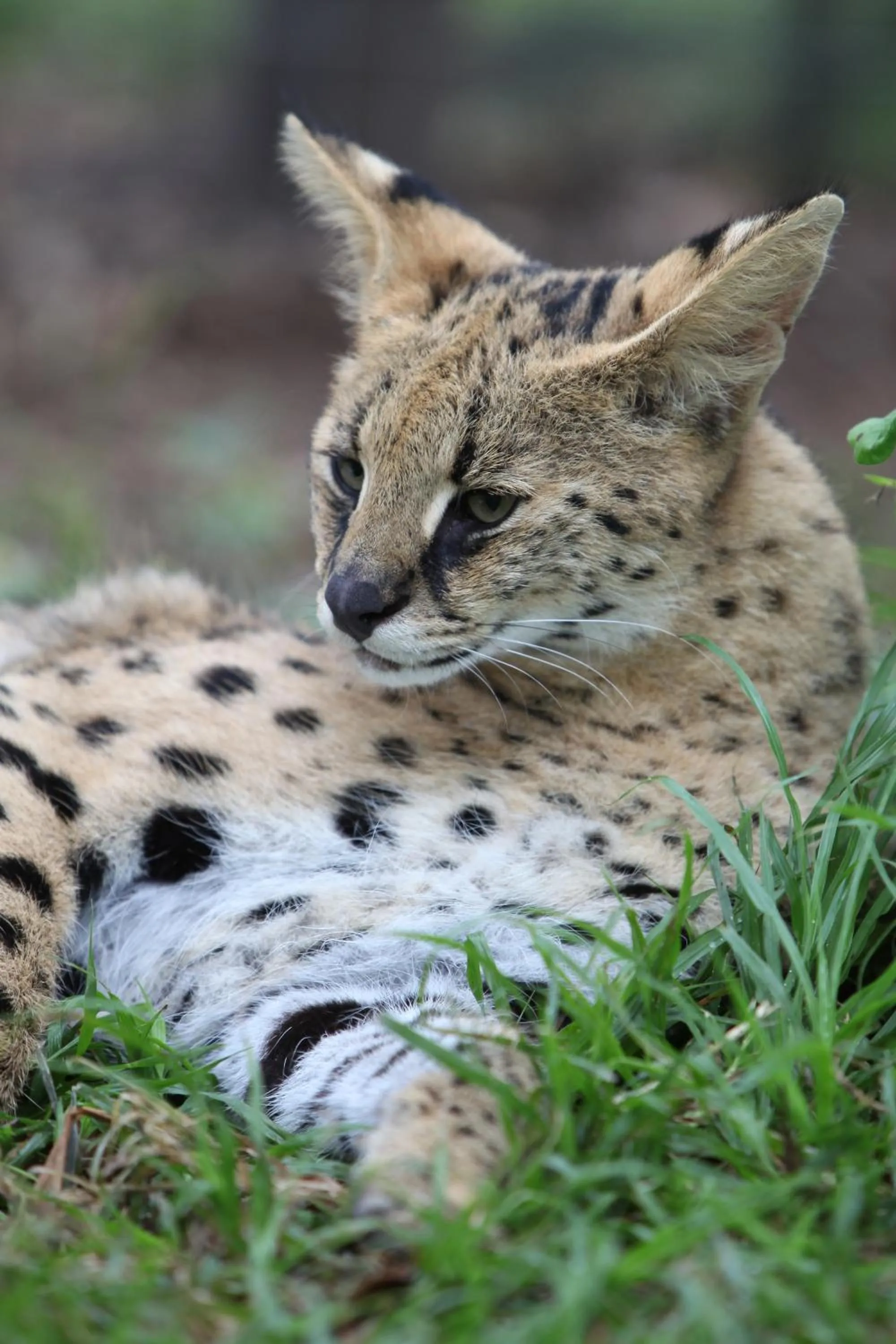 Activities in Emdoneni Lodge with Zululand Cat Conservation Project