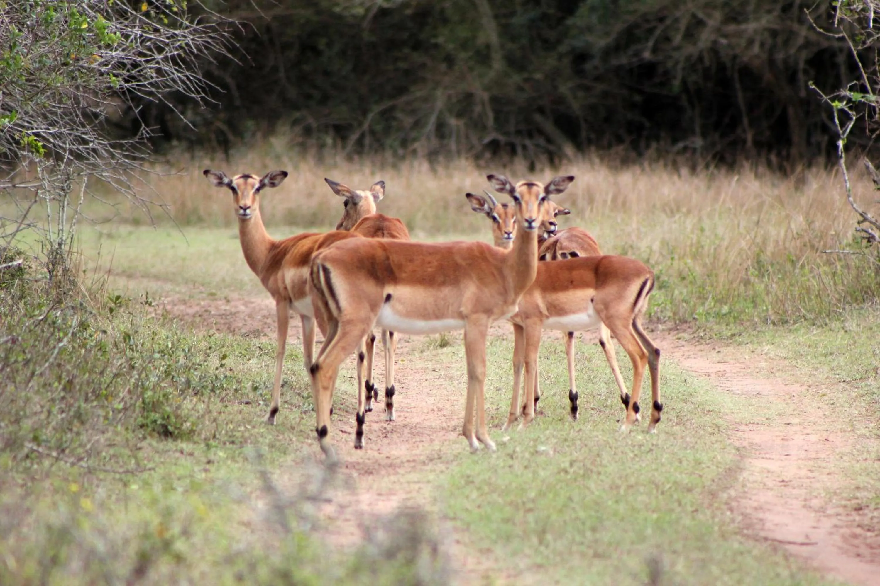 Other in Emdoneni Lodge with Zululand Cat Conservation Project