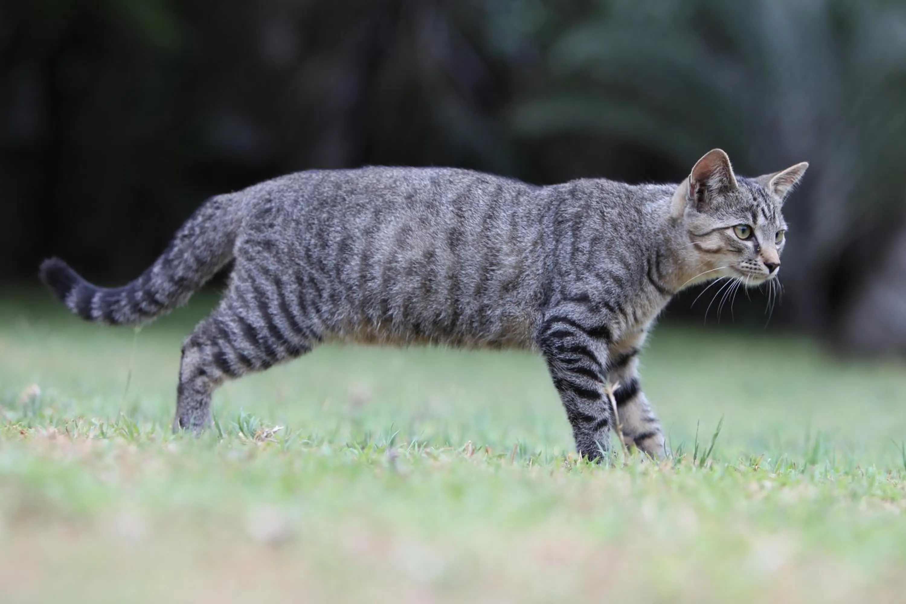 Activities in Emdoneni Lodge with Zululand Cat Conservation Project