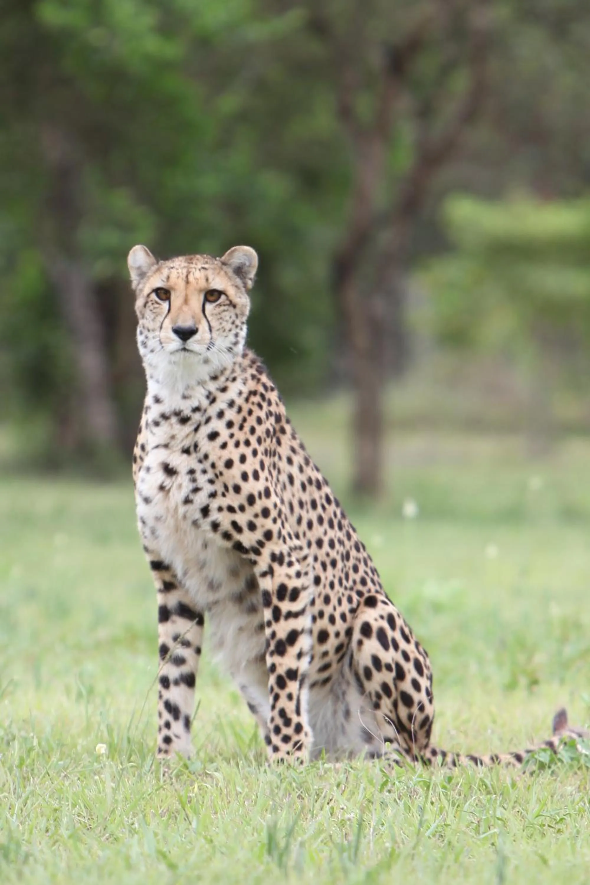 Day in Emdoneni Lodge with Zululand Cat Conservation Project