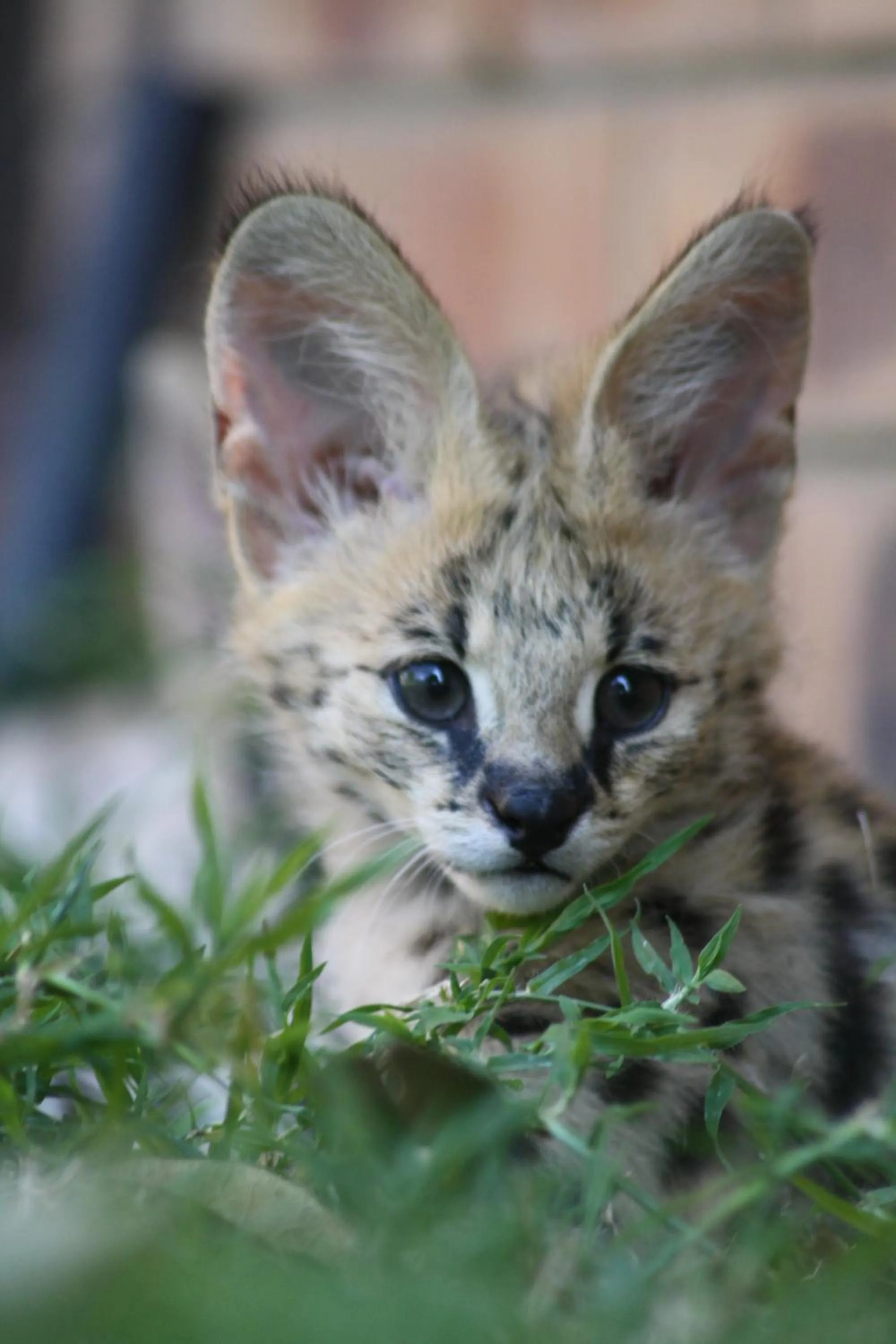 Activities in Emdoneni Lodge with Zululand Cat Conservation Project