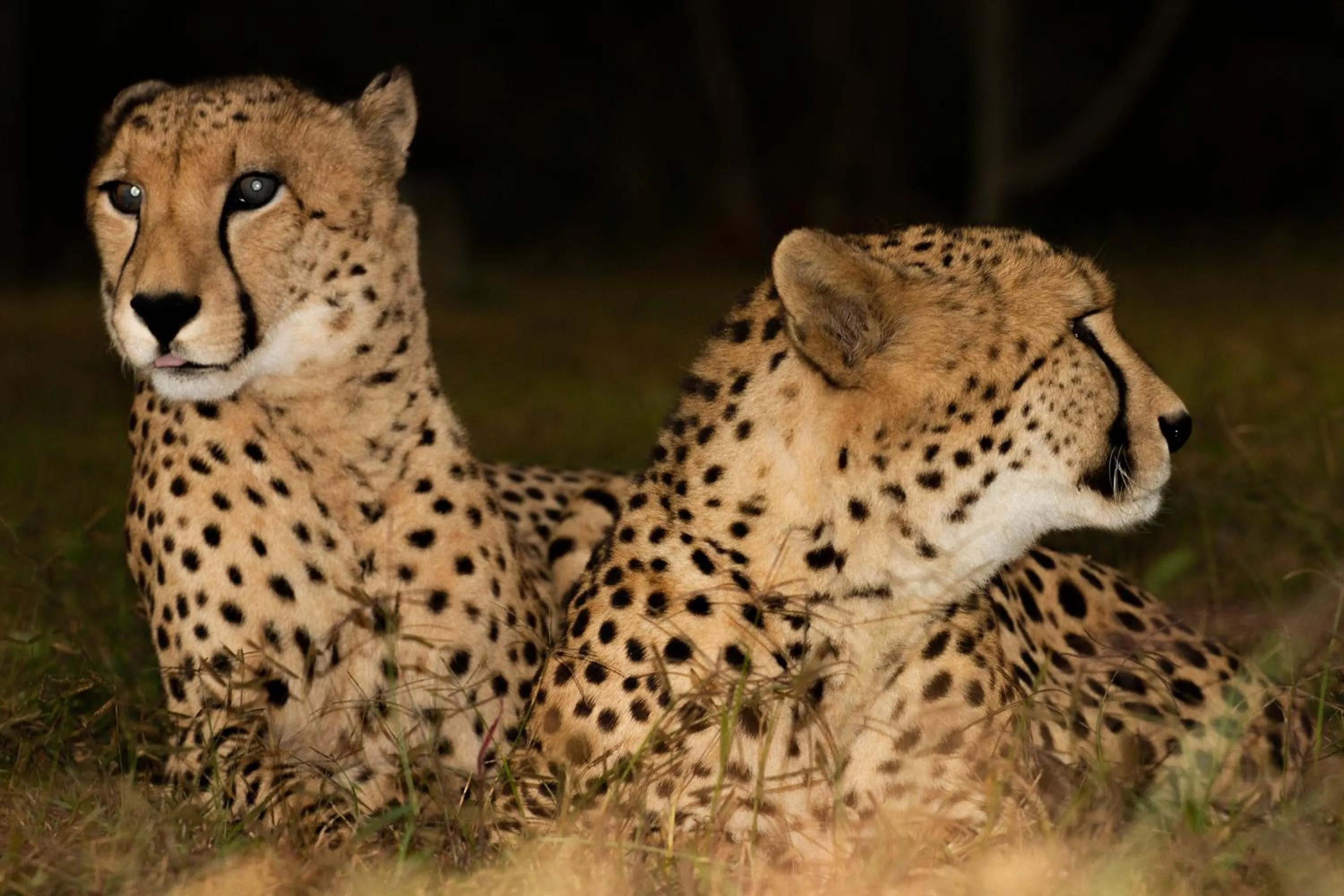 Activities in Emdoneni Lodge with Zululand Cat Conservation Project