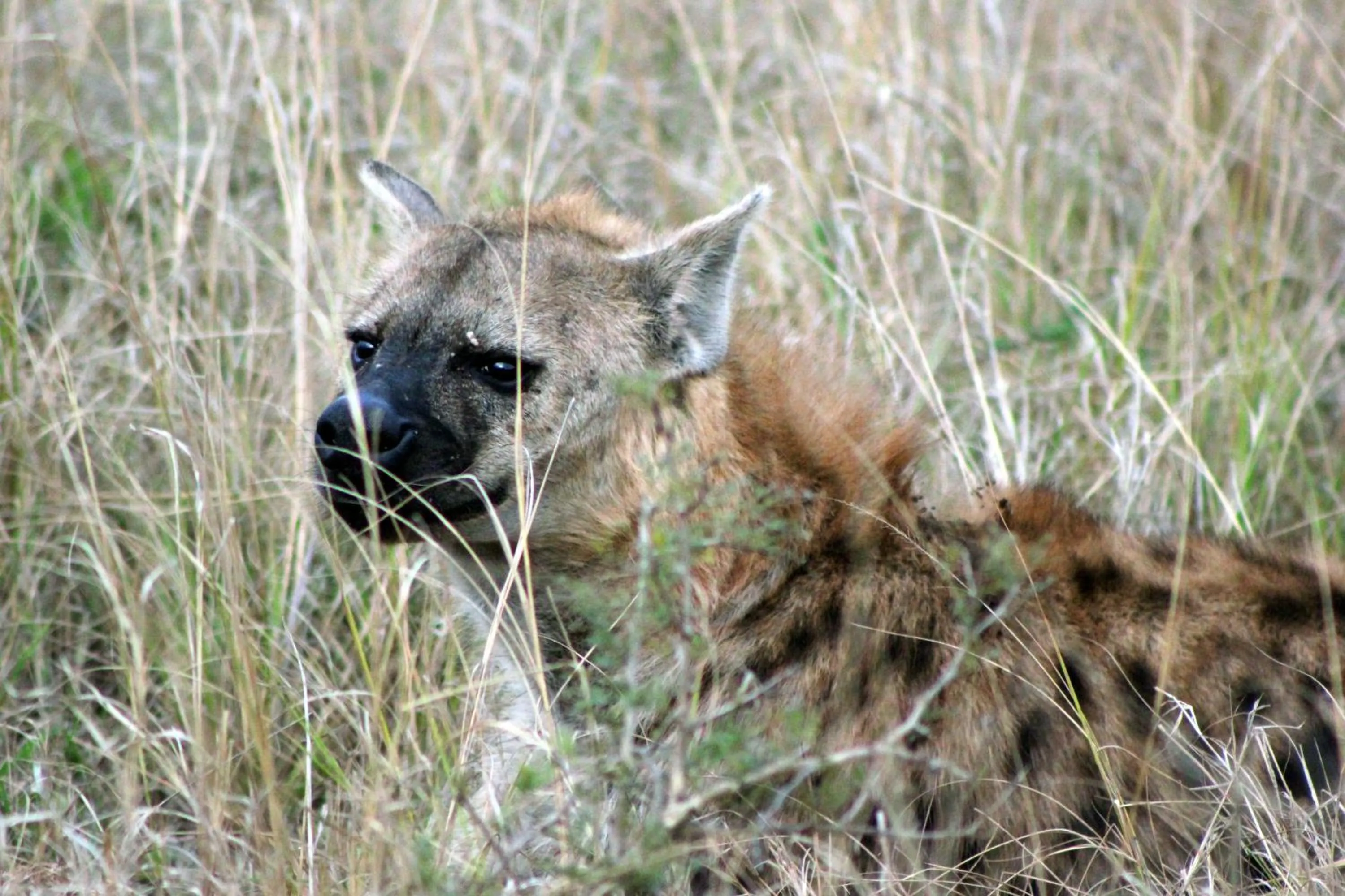Other in Emdoneni Lodge with Zululand Cat Conservation Project