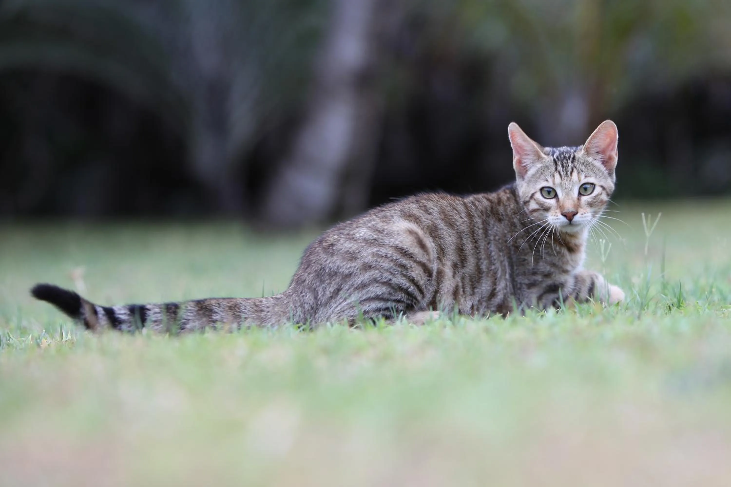 Activities in Emdoneni Lodge with Zululand Cat Conservation Project