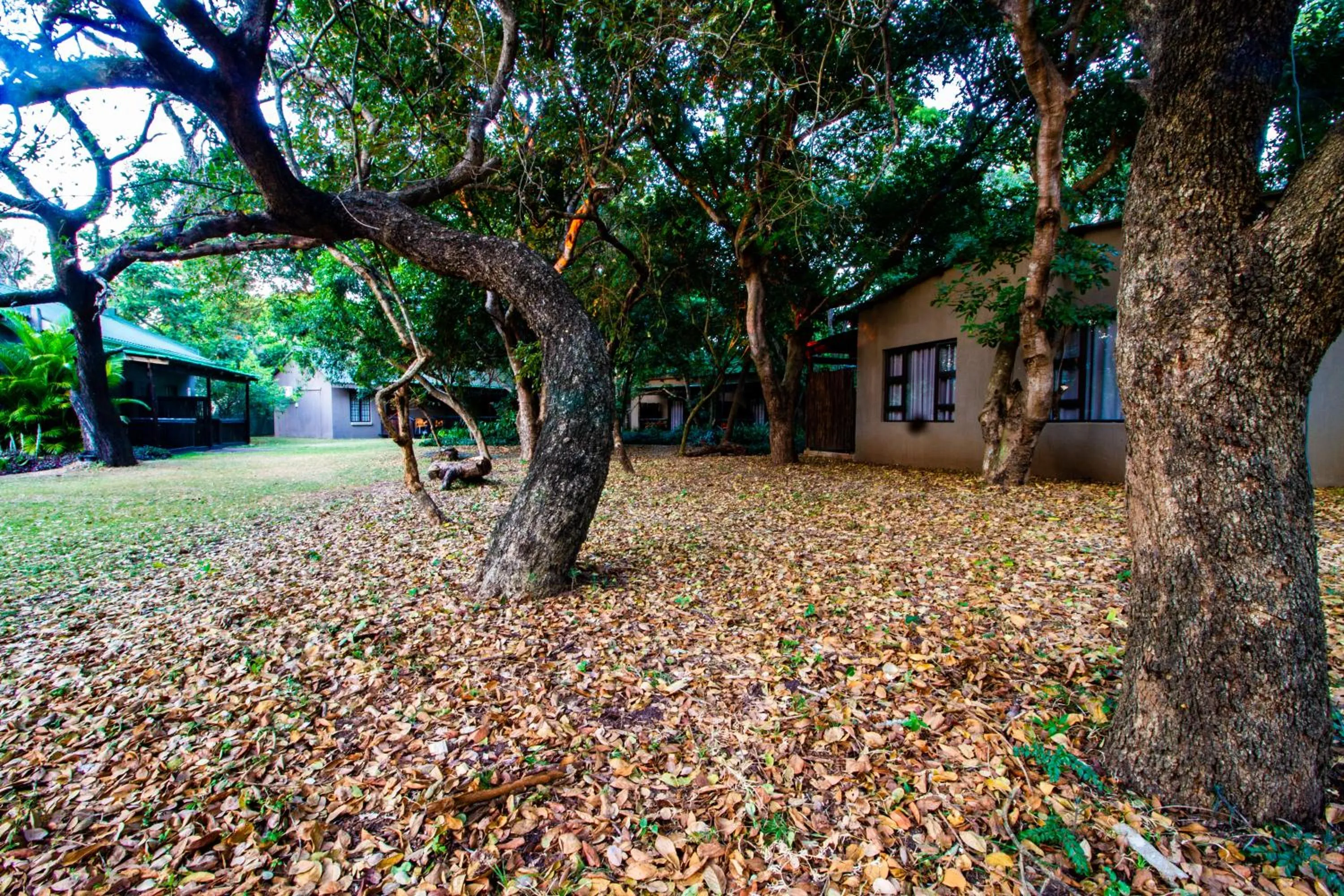 Garden in Emdoneni Lodge with Zululand Cat Conservation Project