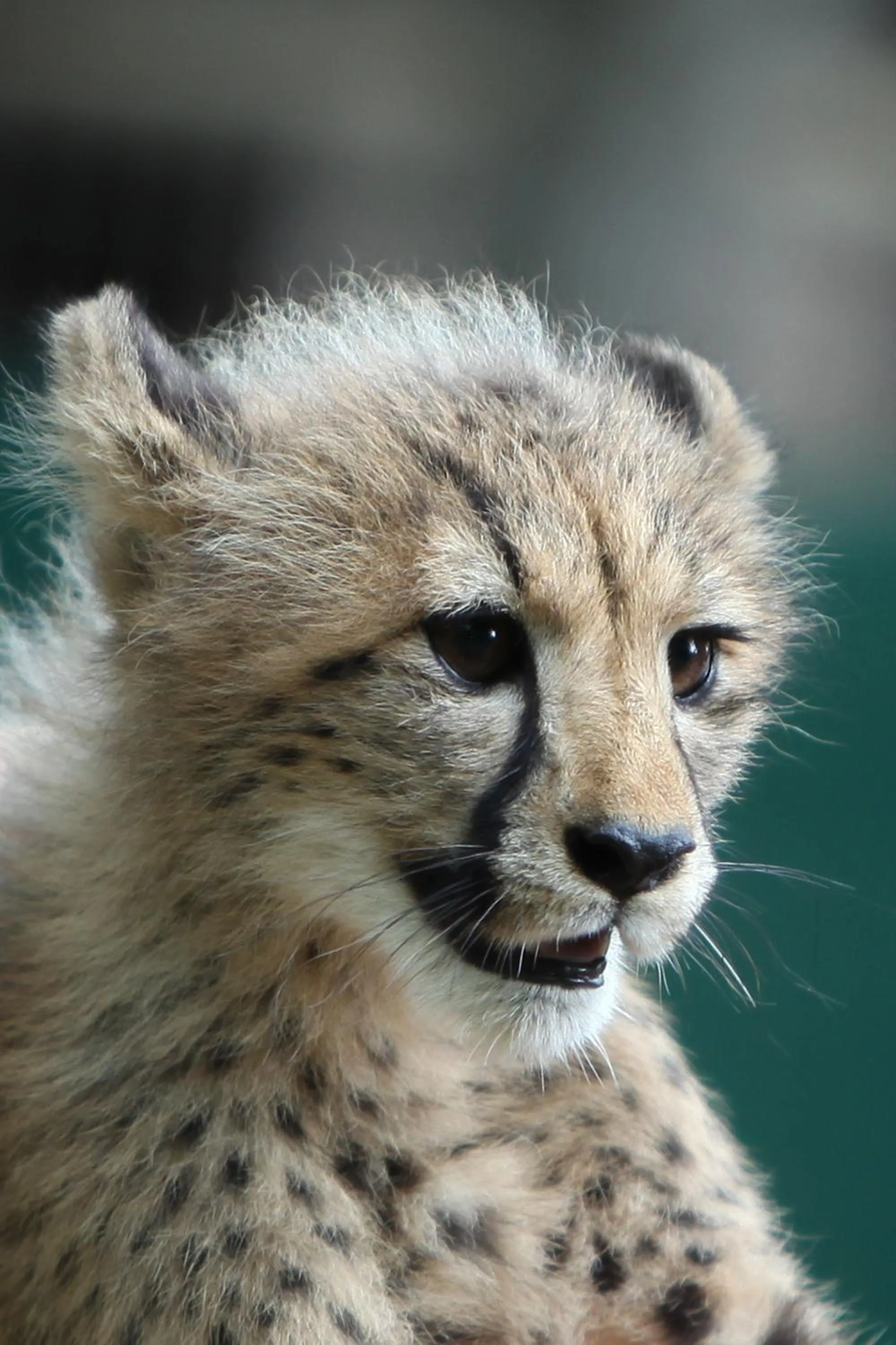 Activities in Emdoneni Lodge with Zululand Cat Conservation Project