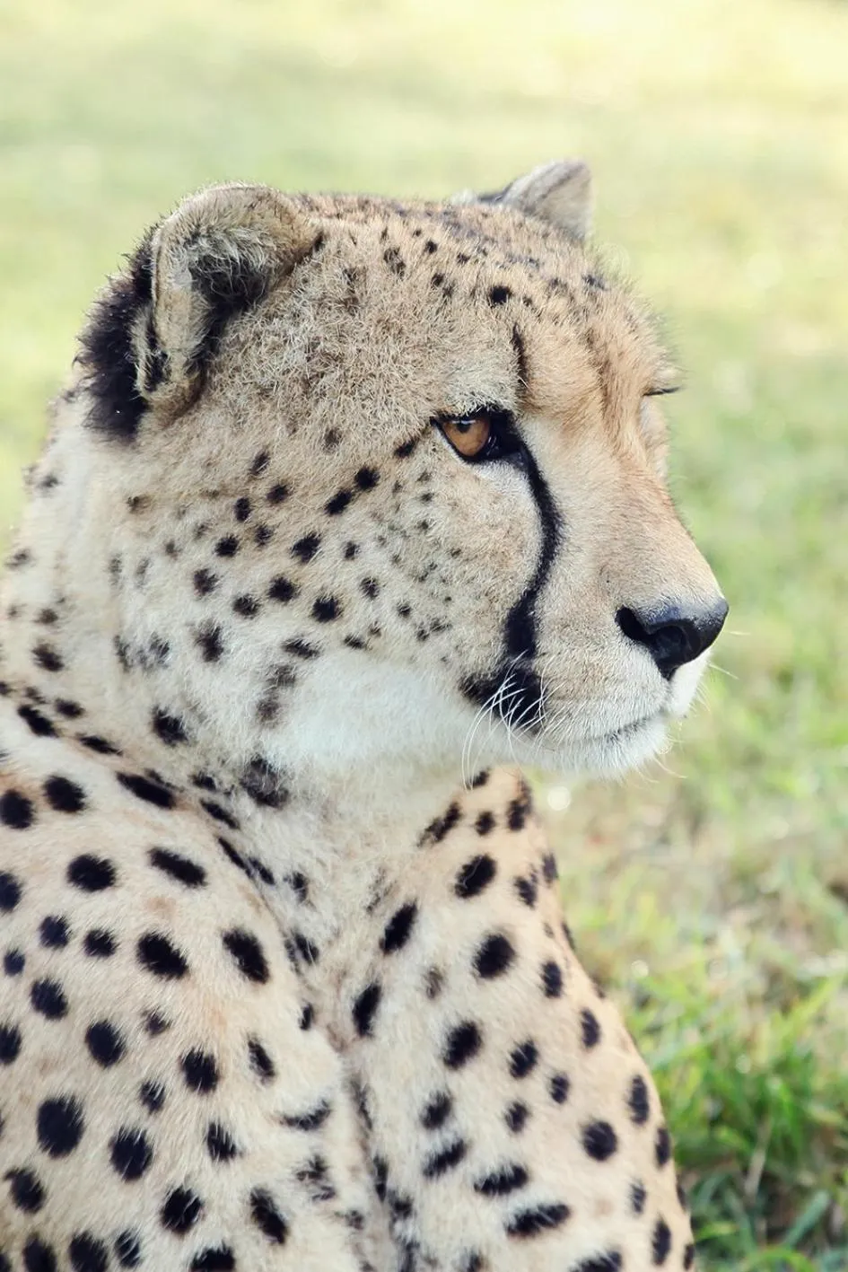 Activities in Emdoneni Lodge with Zululand Cat Conservation Project