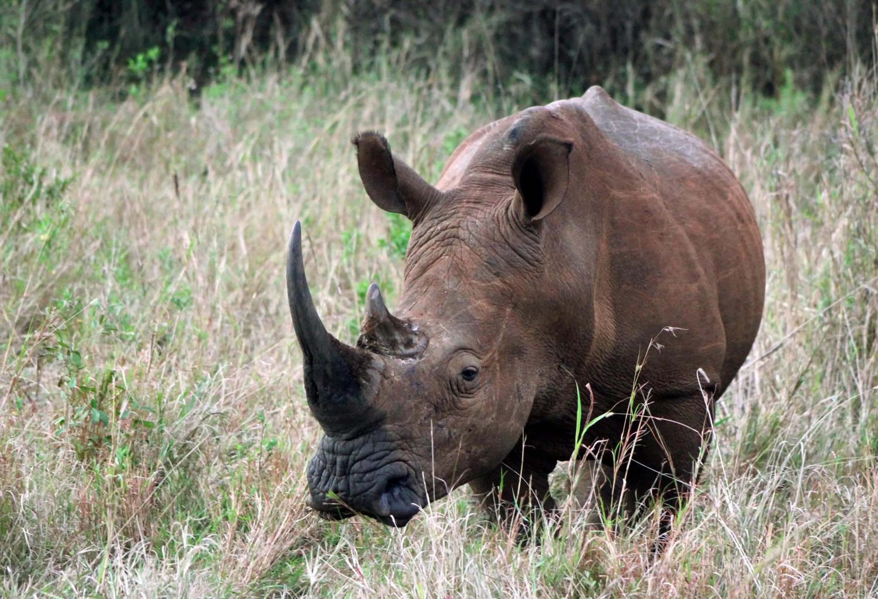 Other in Emdoneni Lodge with Zululand Cat Conservation Project
