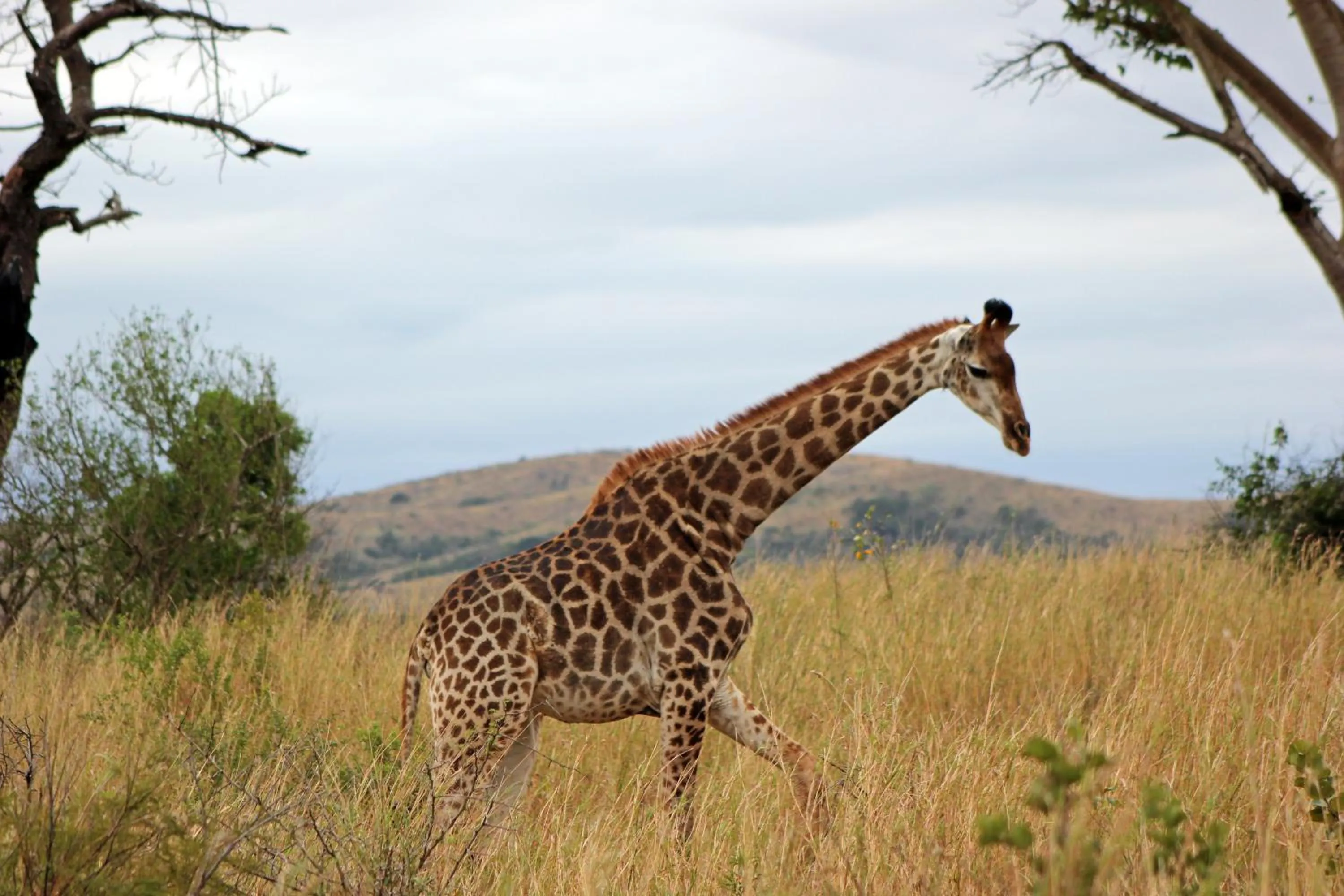 Other in Emdoneni Lodge with Zululand Cat Conservation Project