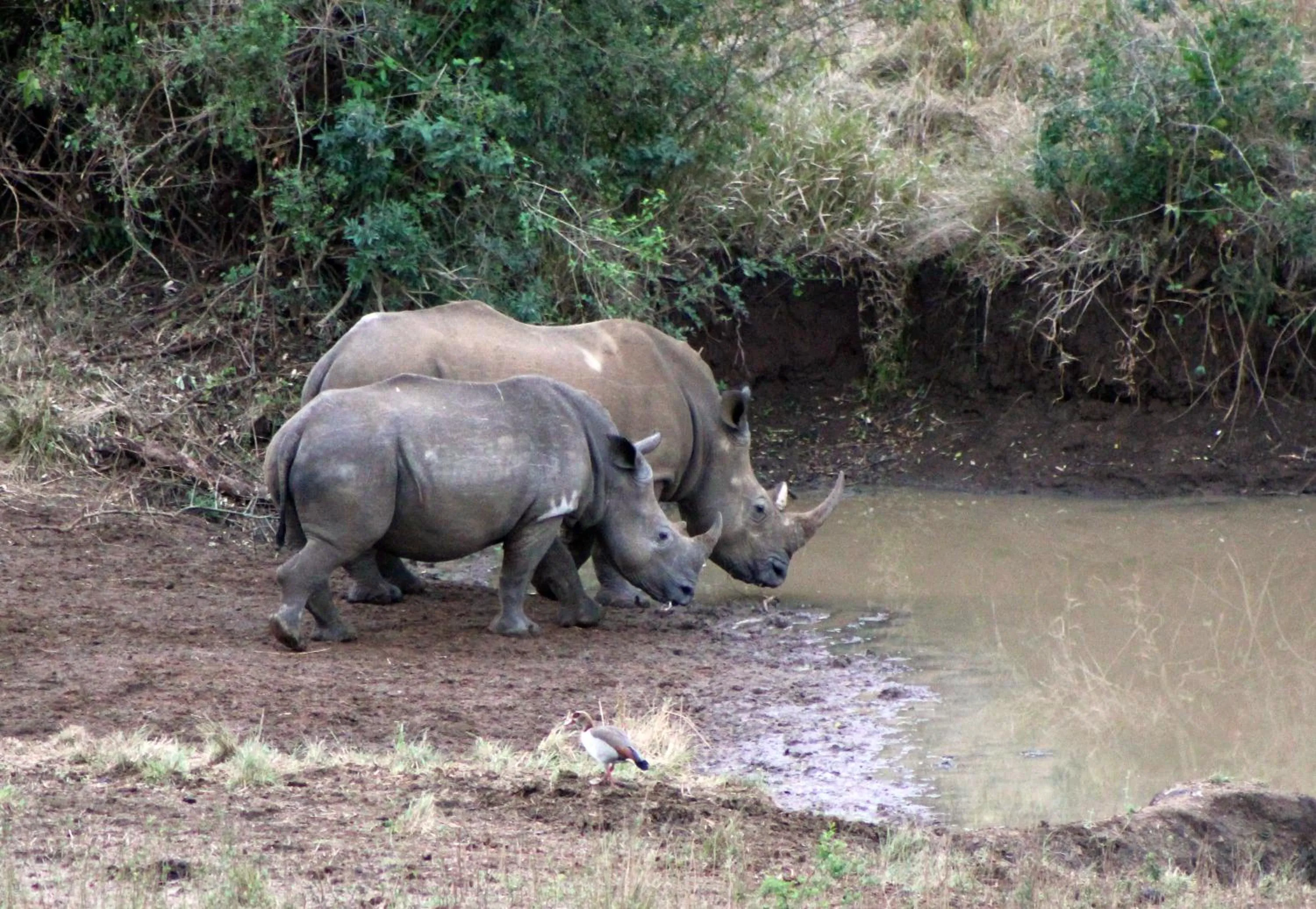 Other in Emdoneni Lodge with Zululand Cat Conservation Project