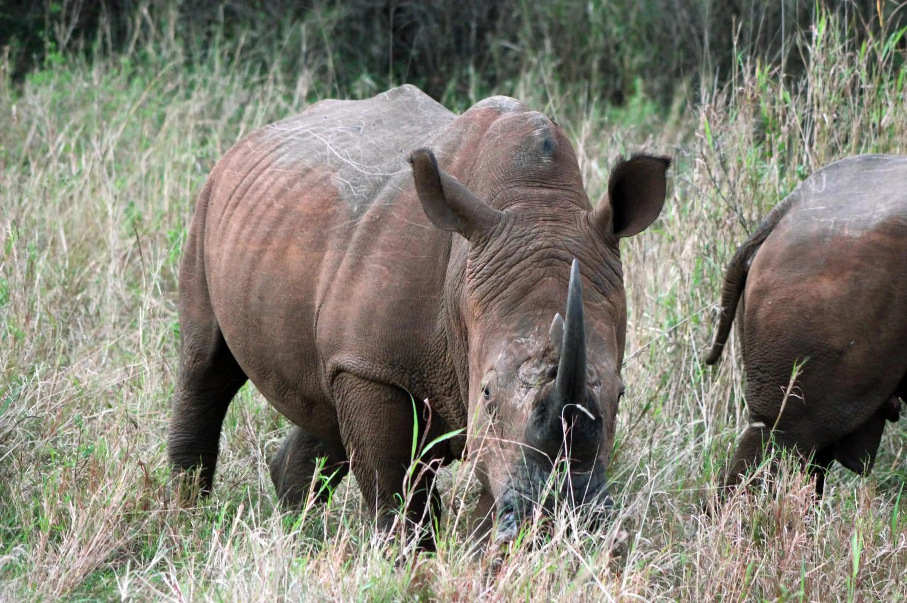 Other in Emdoneni Lodge with Zululand Cat Conservation Project