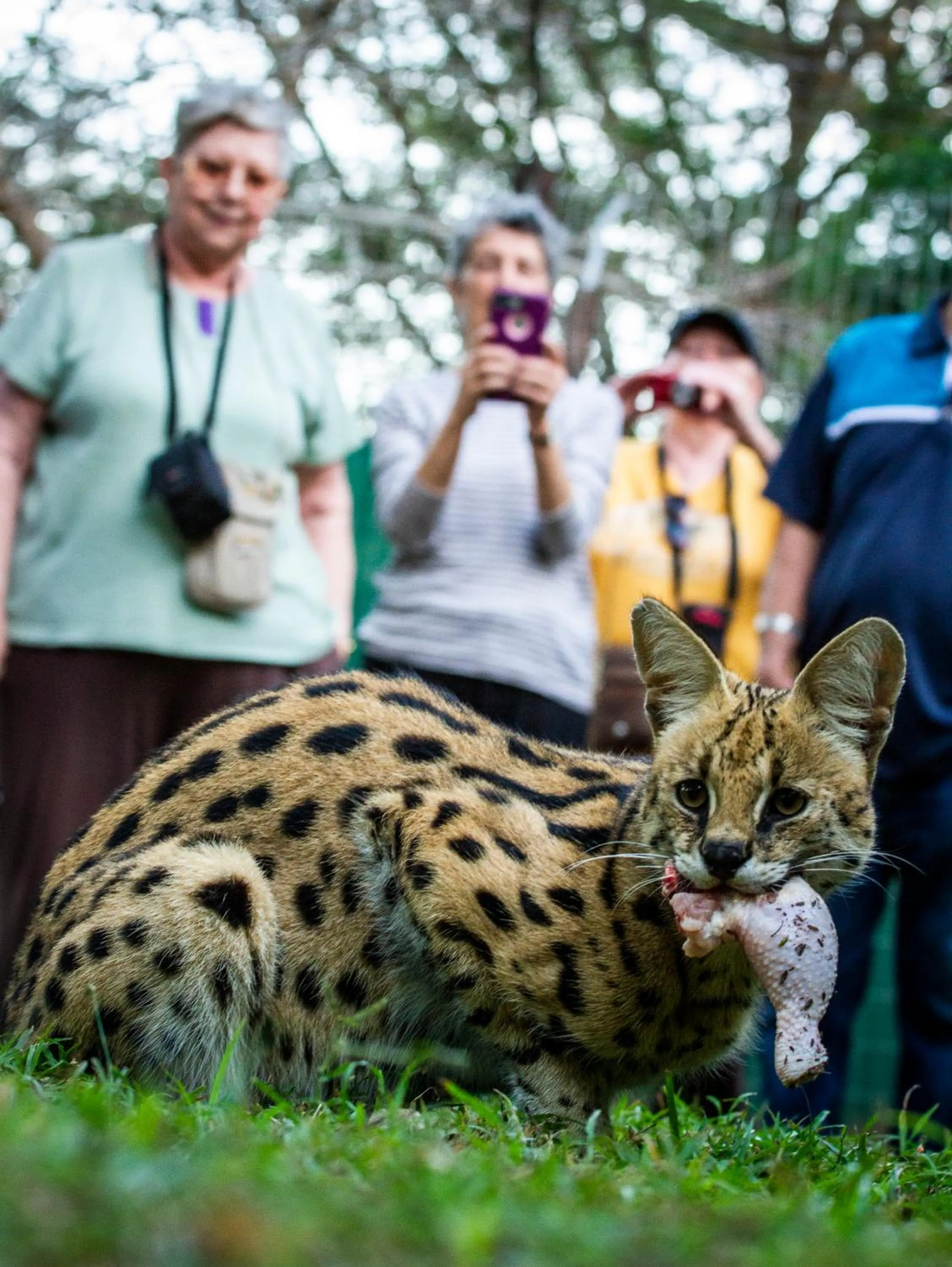Day in Emdoneni Lodge with Zululand Cat Conservation Project