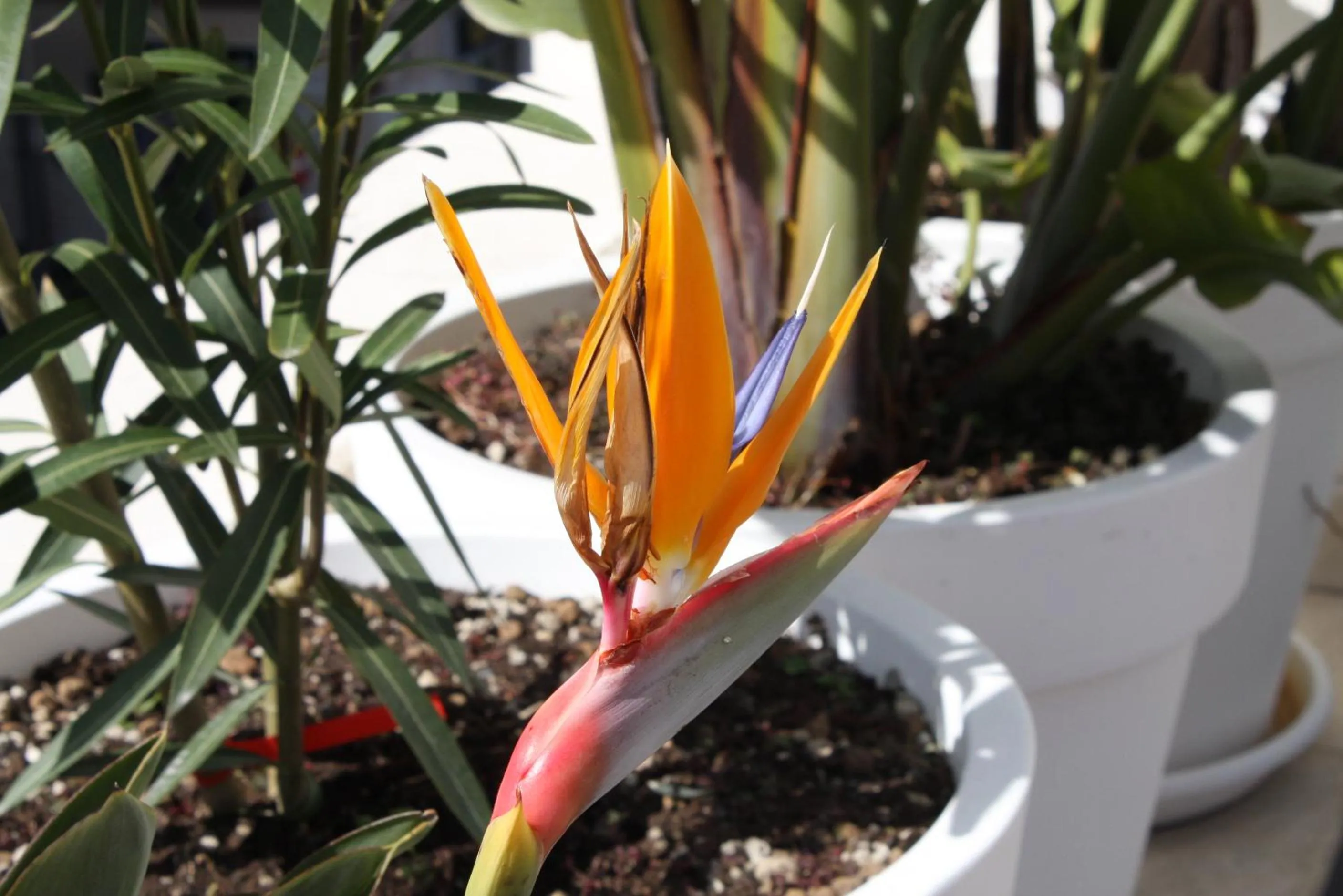 Garden view in Le Marinelle Aff Trani