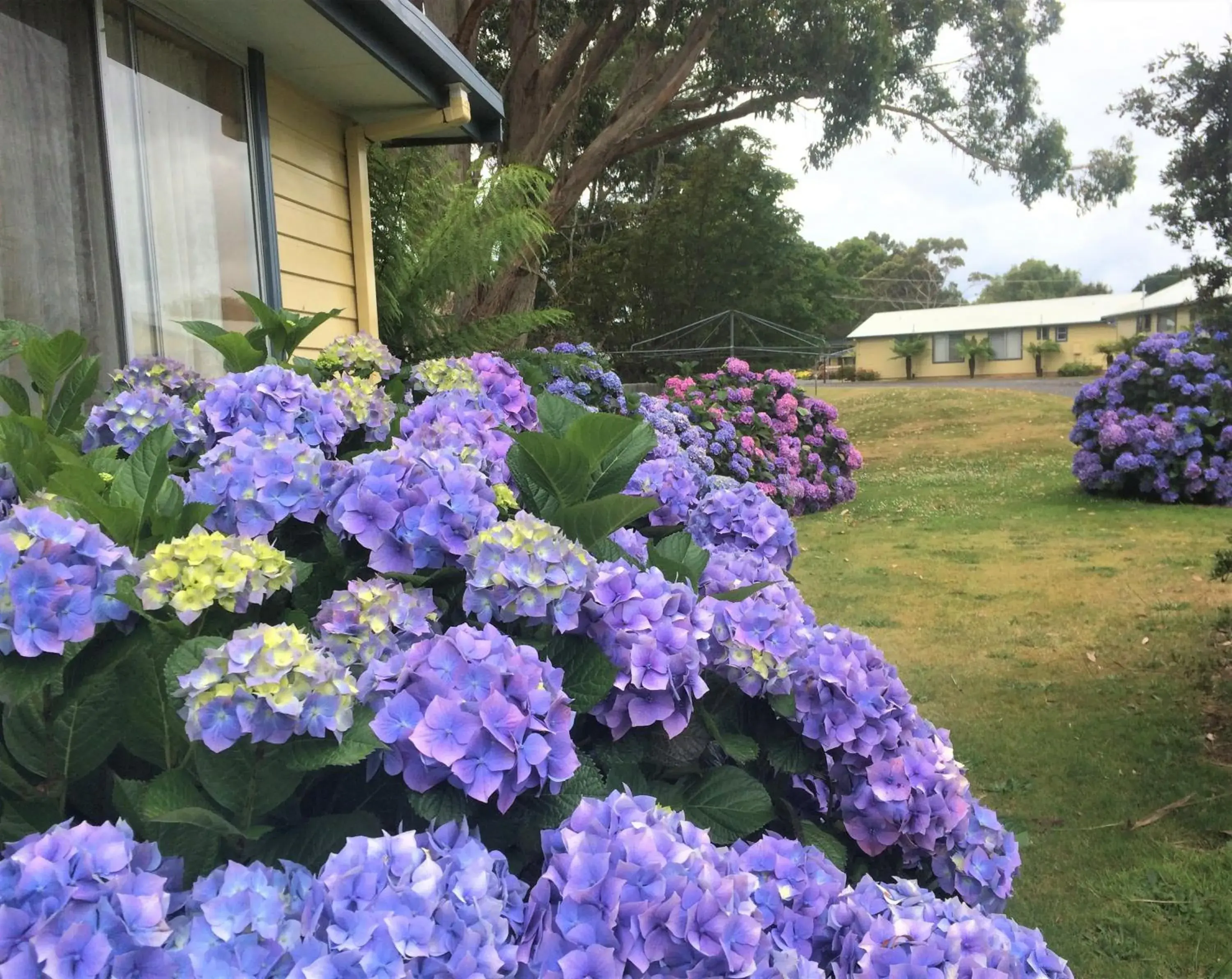 Standard One-Bedroom Magnolia Apartment in Marsden Court Apartments Standard One-Bedroom Magnolia Apartment in Marsden Court Apartments