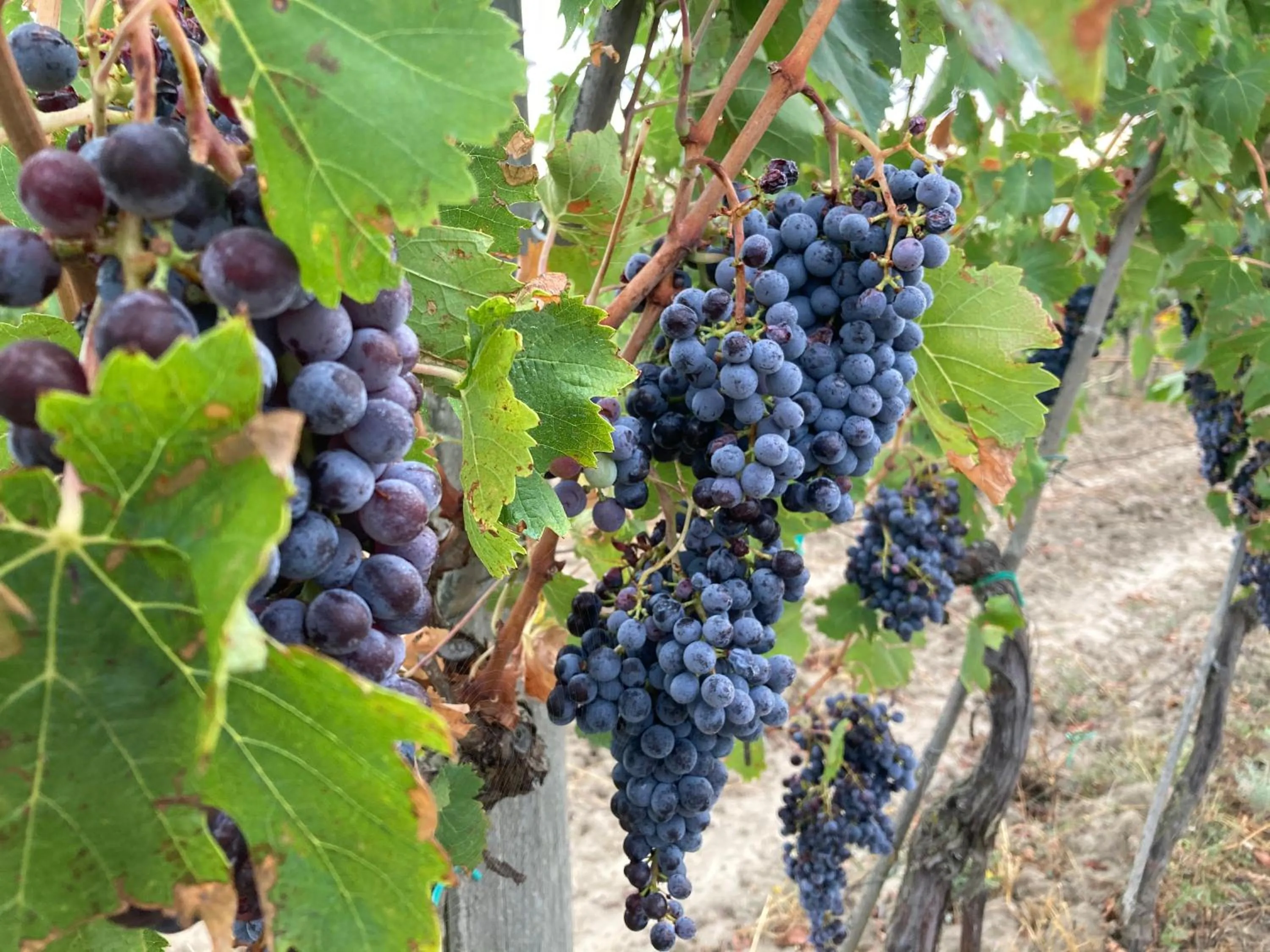 B&B Locanda Toscanini