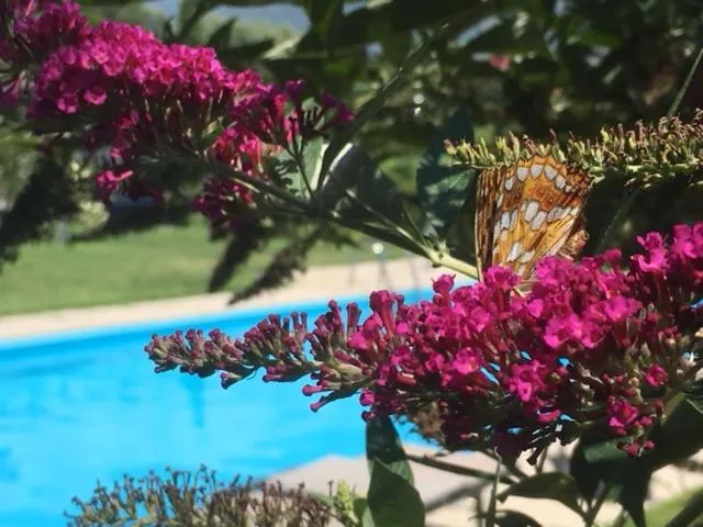 Garden in Pension Gruenwald