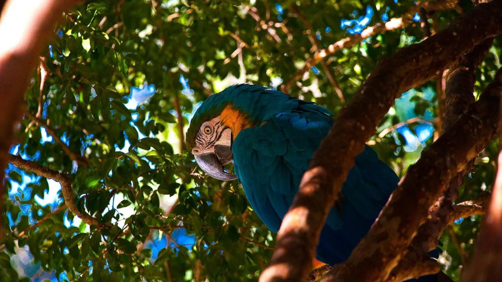Animals in Brotas Eco Hotel Fazenda