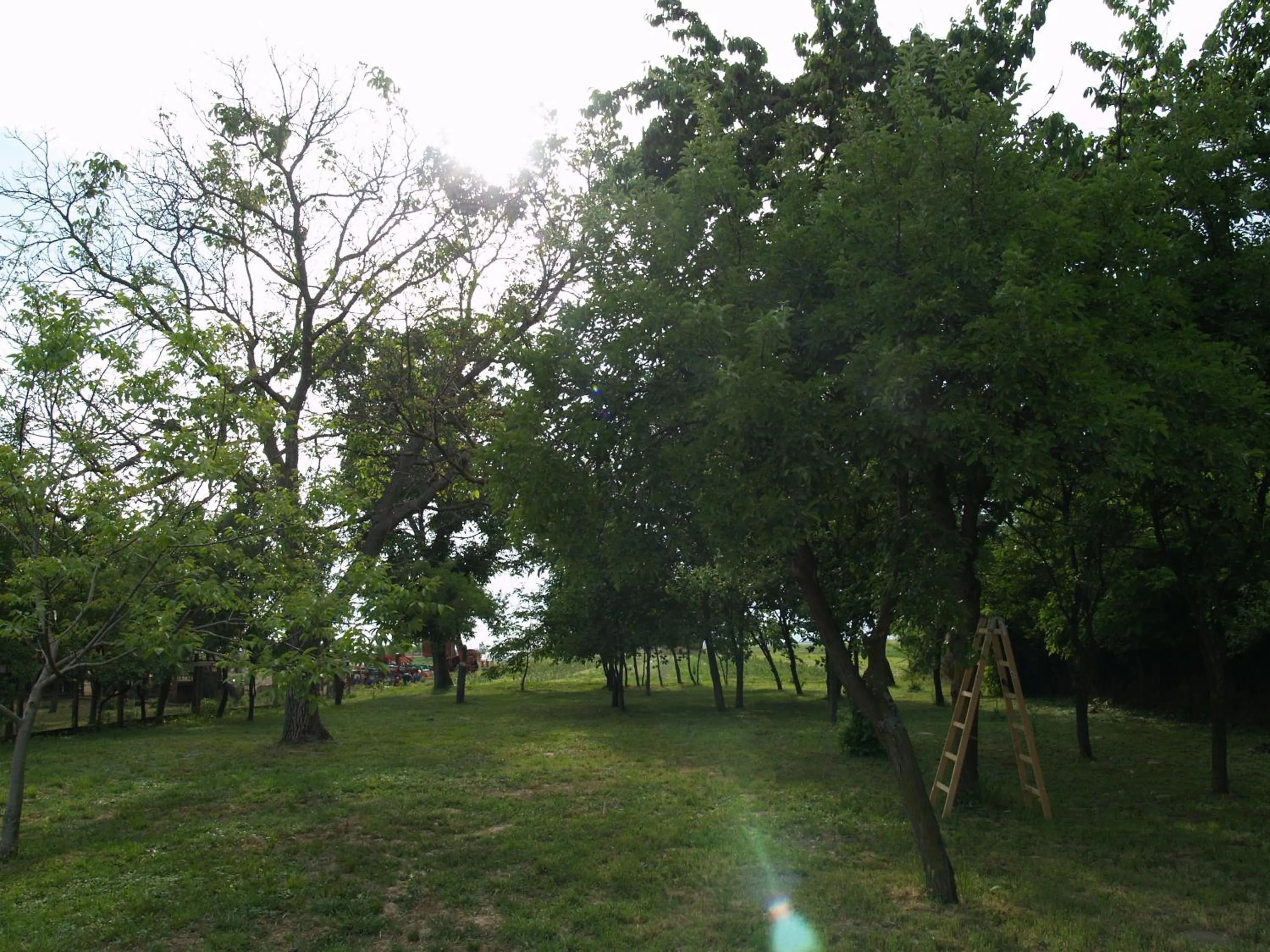 Property building in Pannonia Terranova