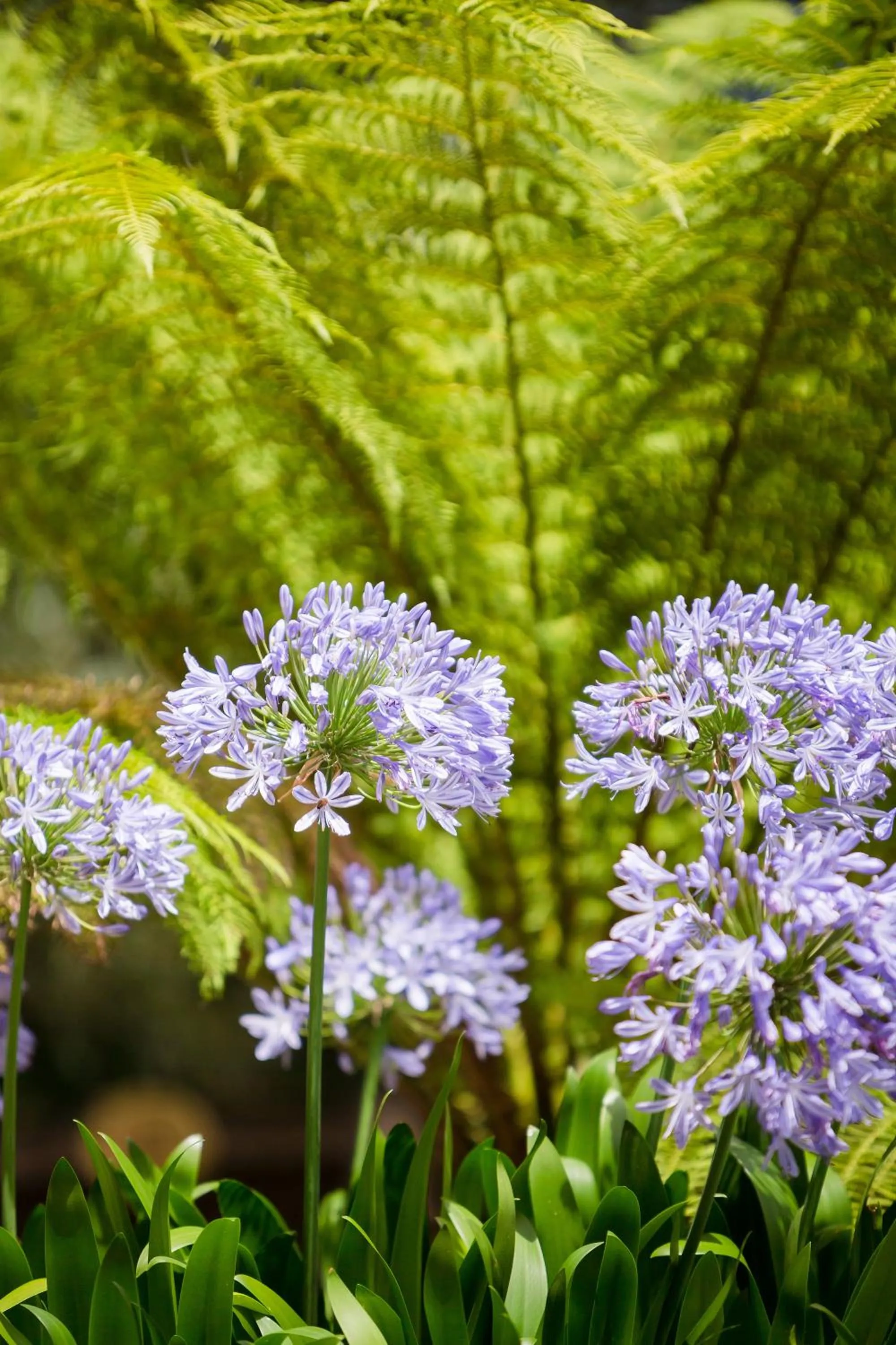 Como Cottage Accommodation