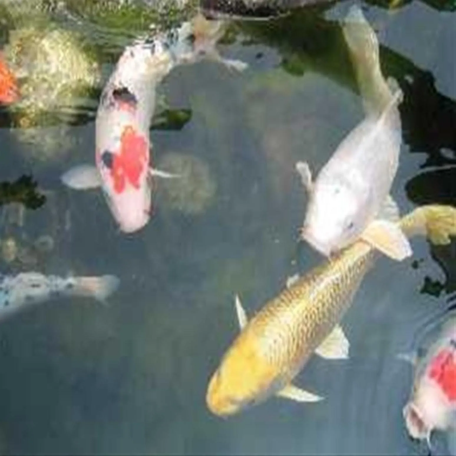 Inner courtyard view in Ryokan Ichinomatsu