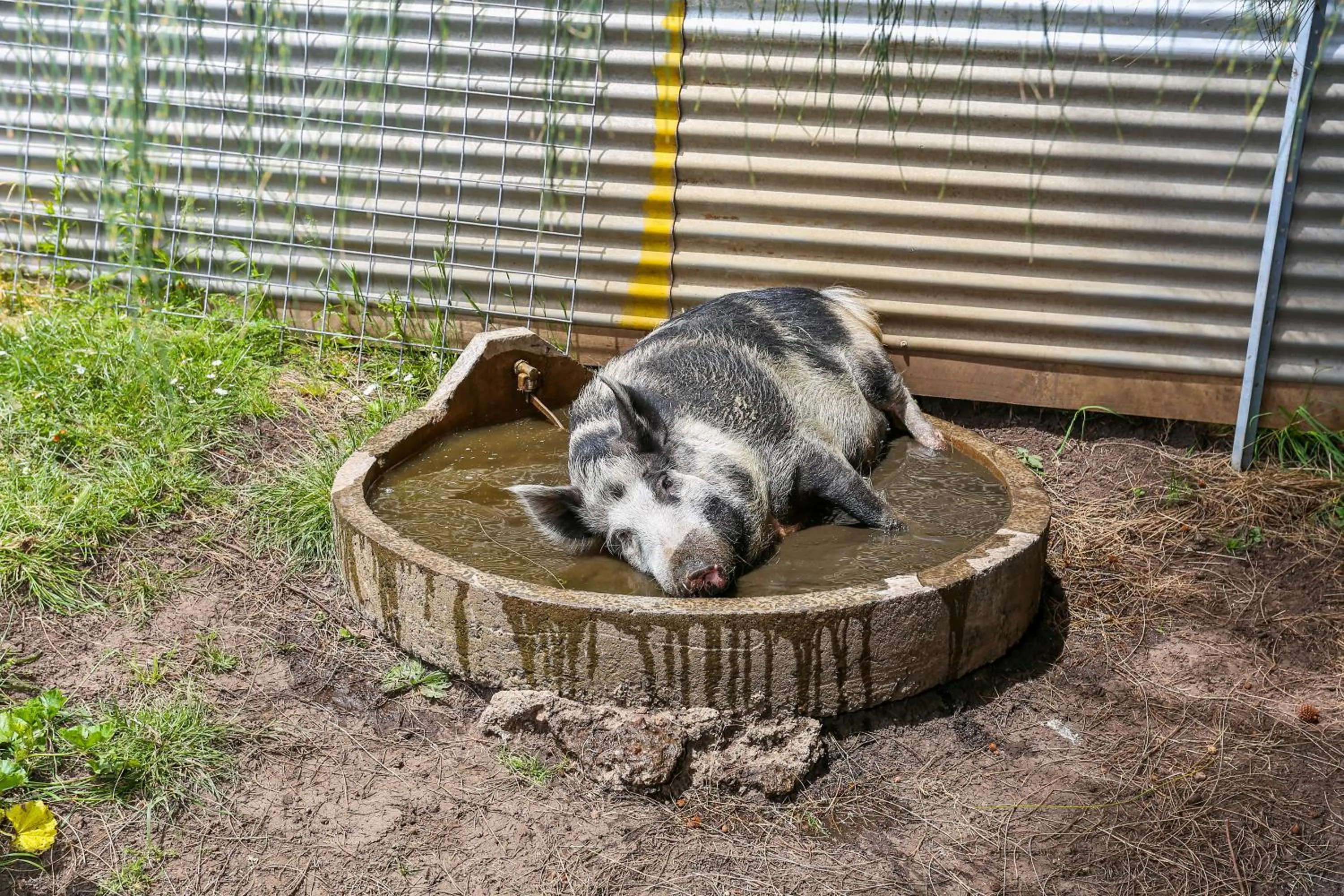 Pets in Anchors Port Campbell