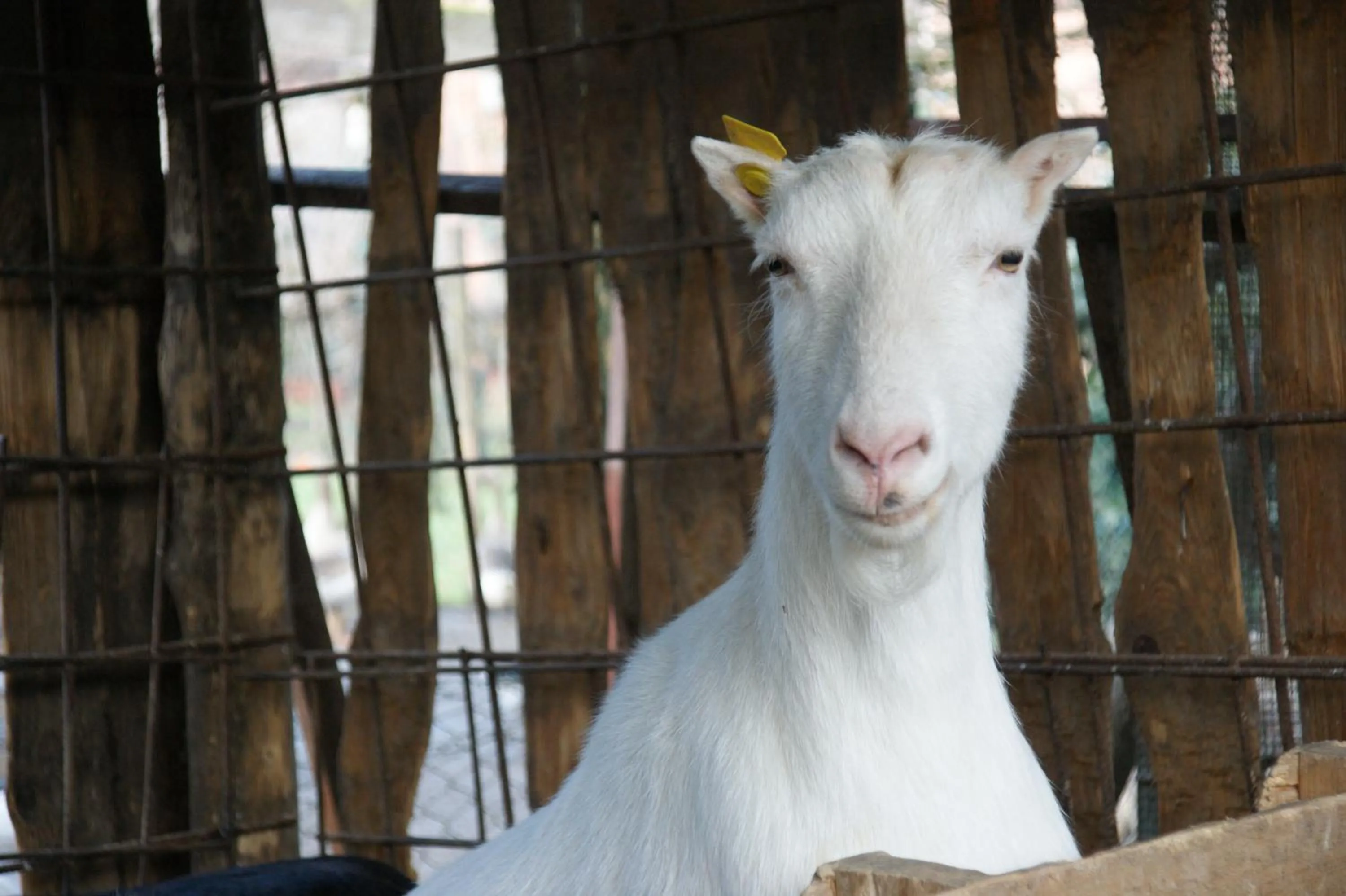 Animals in Agriturismo Villa Mocenigo