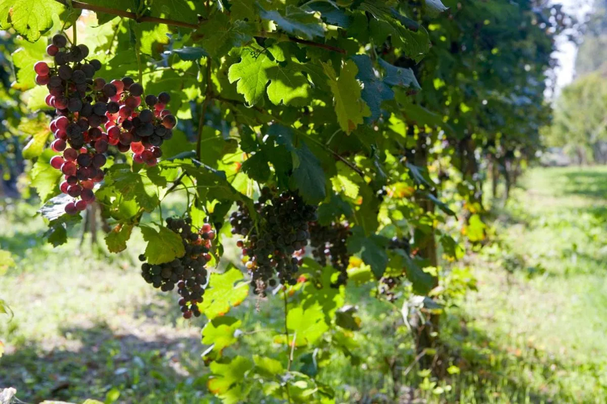 Property building in Agriturismo Villa Mocenigo