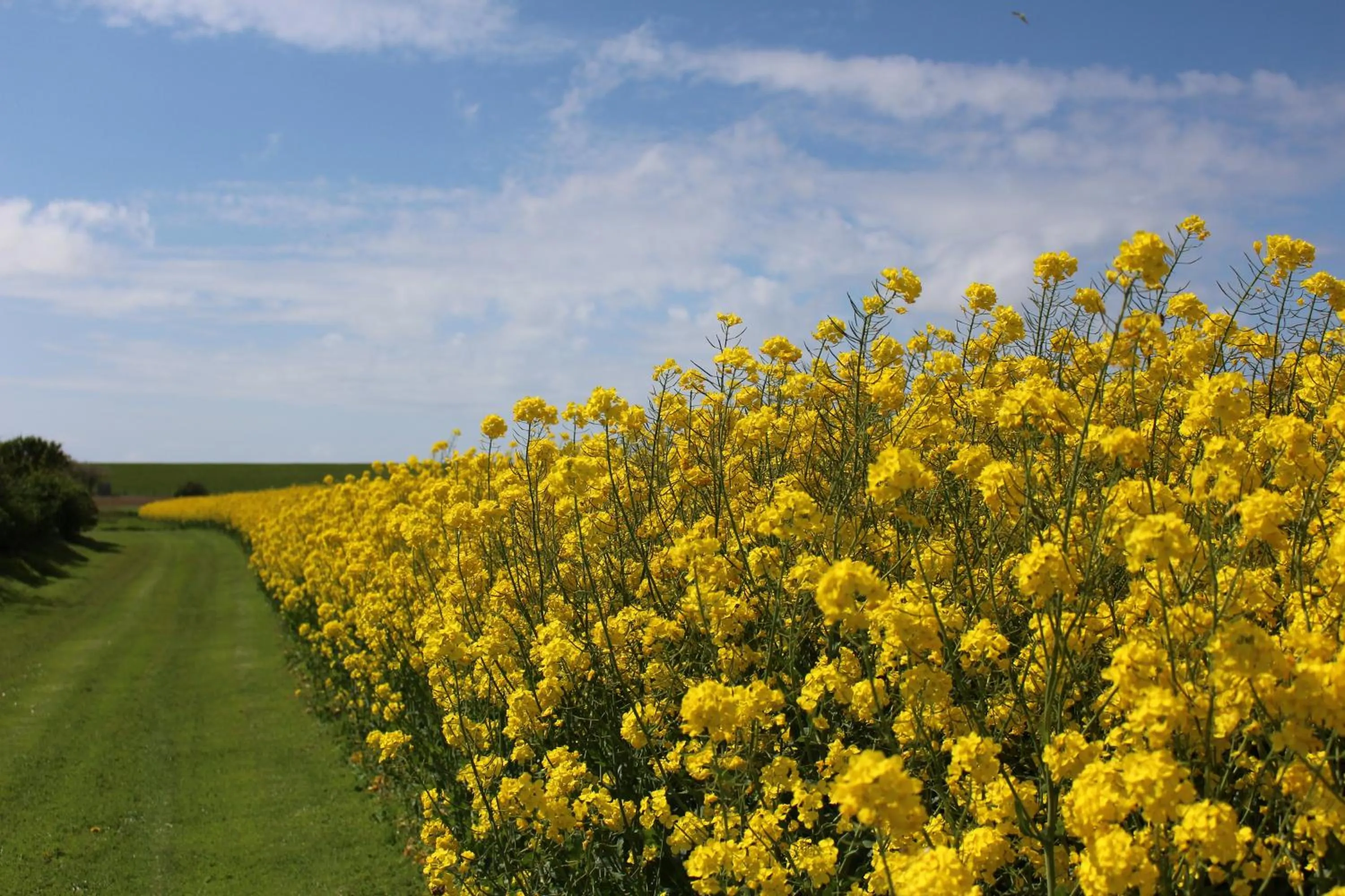 Natural landscape in Nordsee Lodge