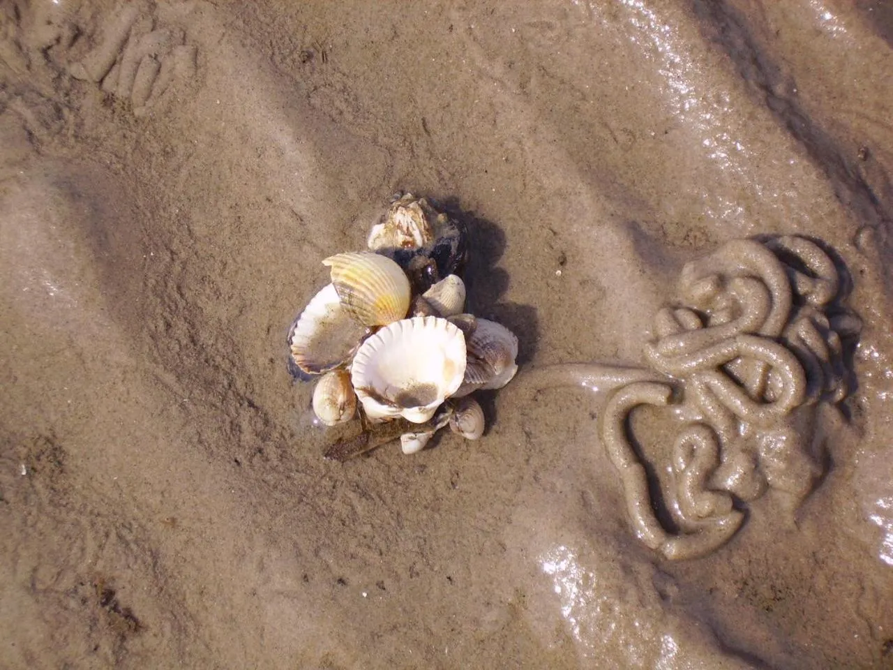 Natural landscape in Nordsee Lodge