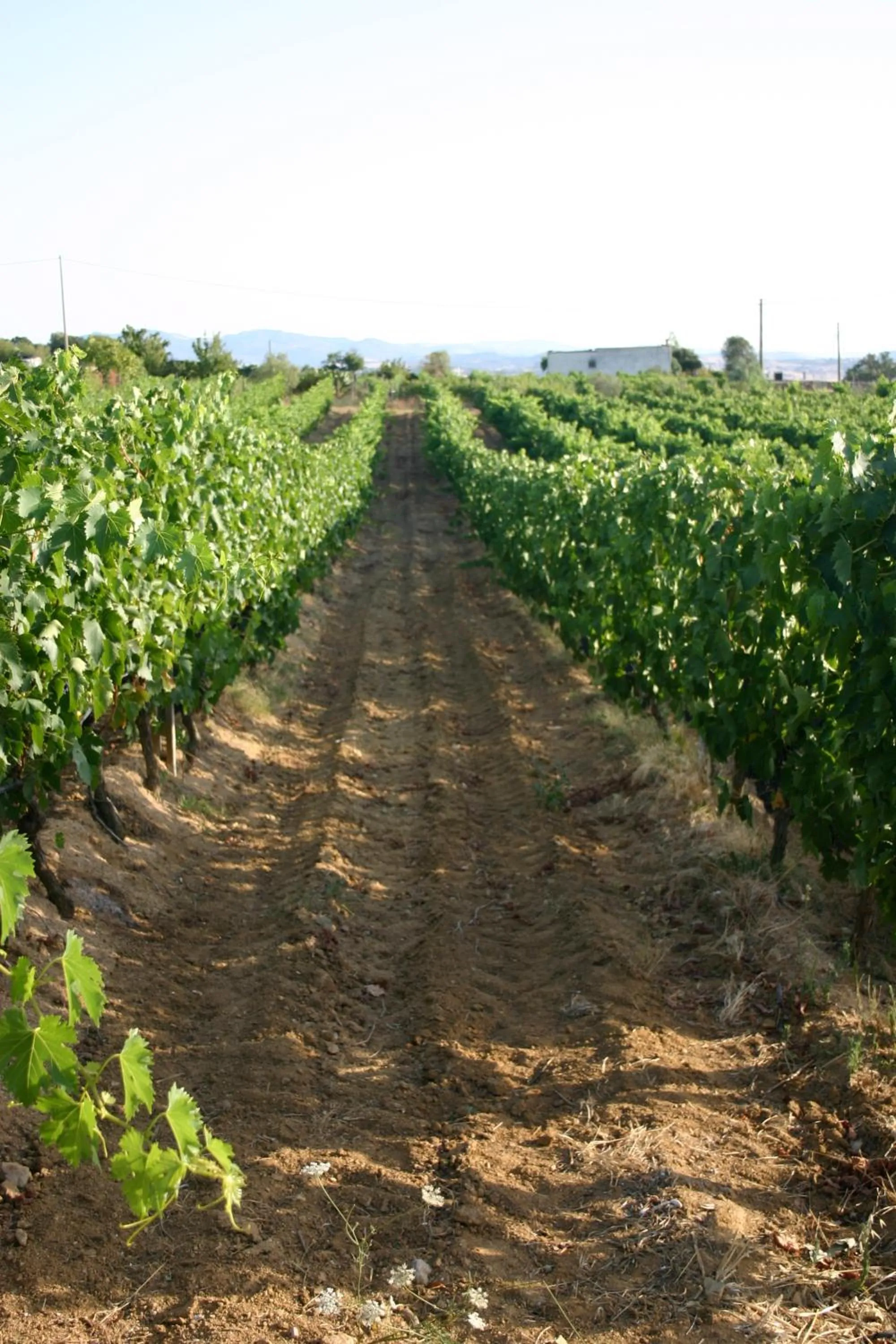 Area and facilities in Agriturismo B&B Domo De Resteblas