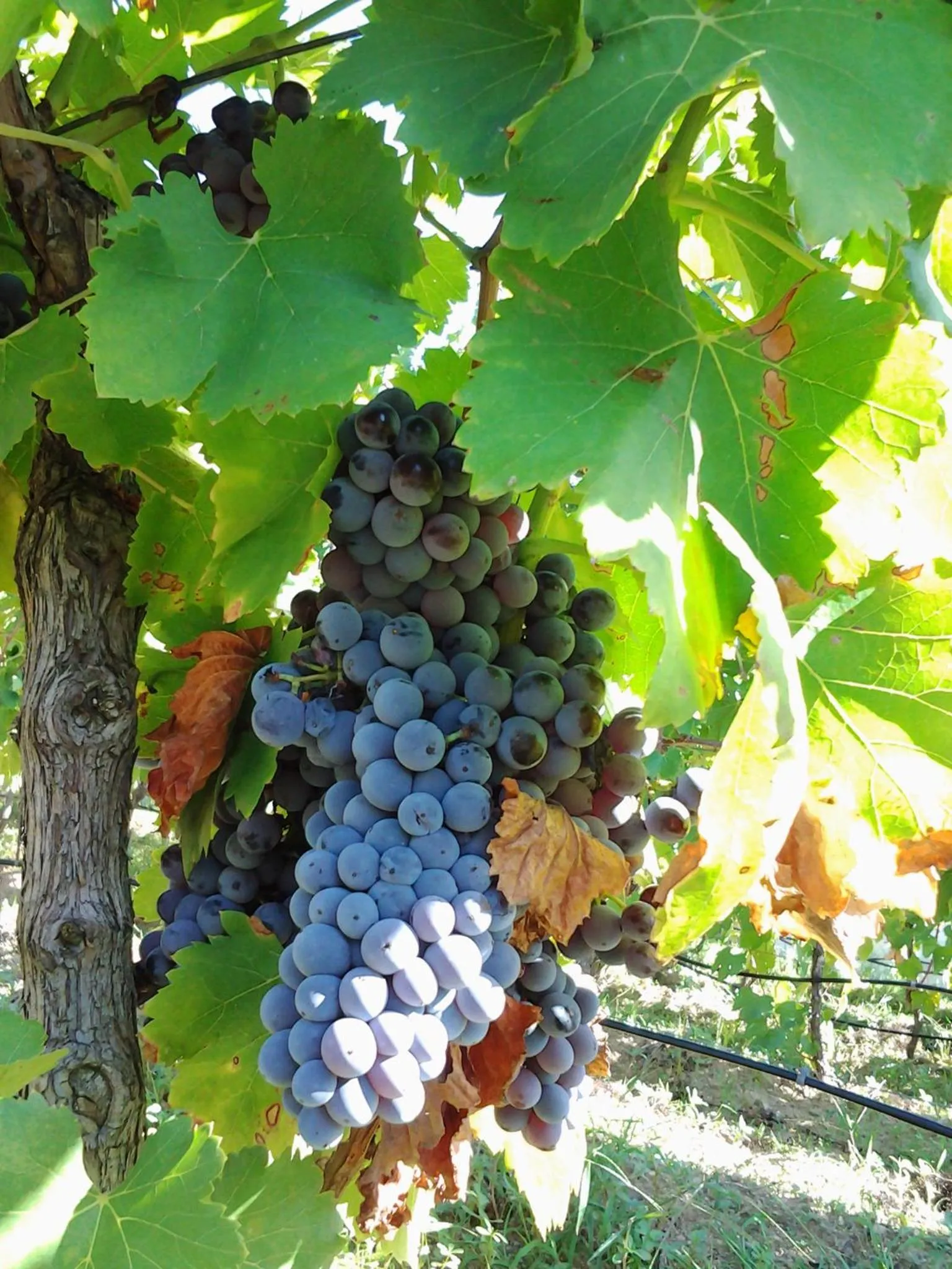 Activities in Agriturismo B&B Domo De Resteblas