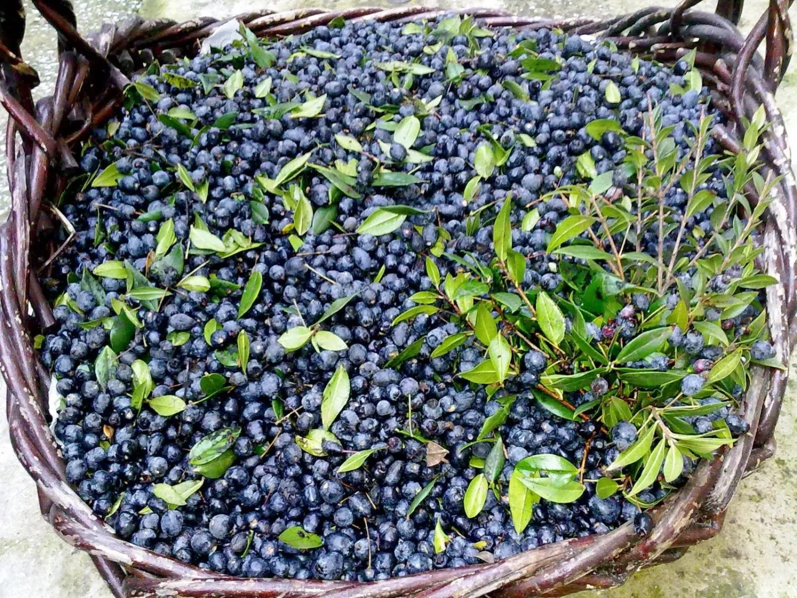 Food and drinks in Agriturismo B&B Domo De Resteblas