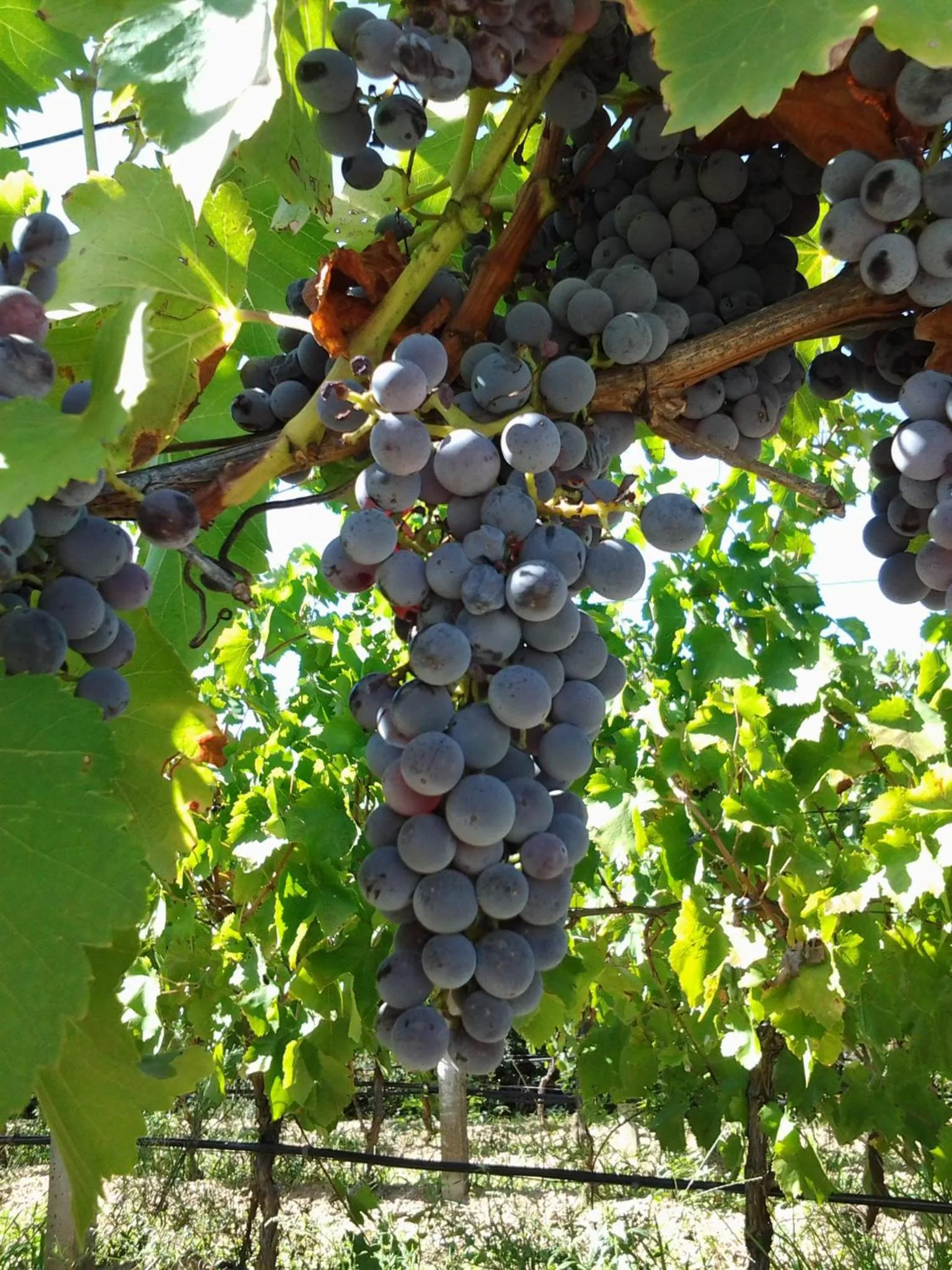 Area and facilities in Agriturismo B&B Domo De Resteblas