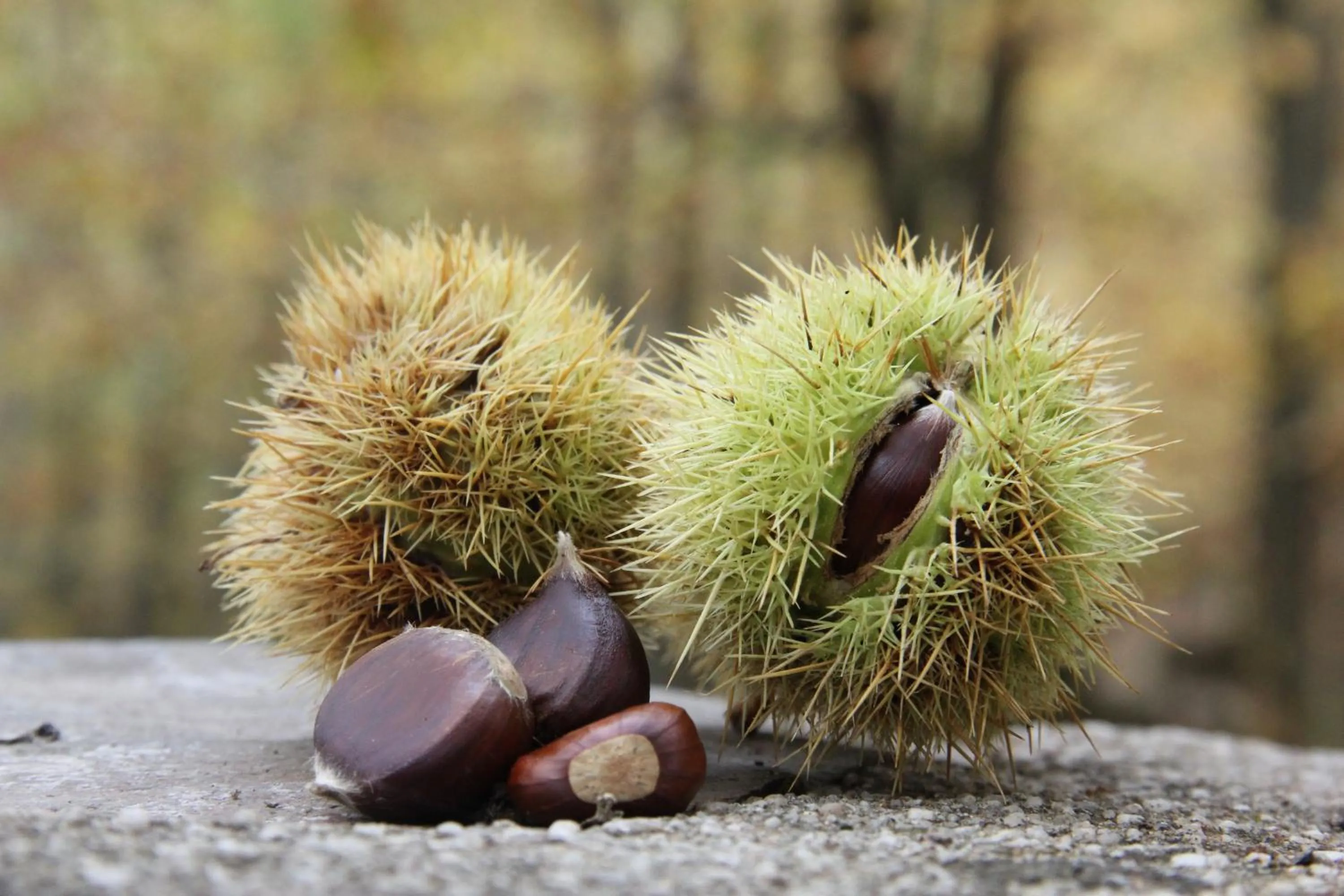 Nearby landmark in Agriturismo B&B Domo De Resteblas